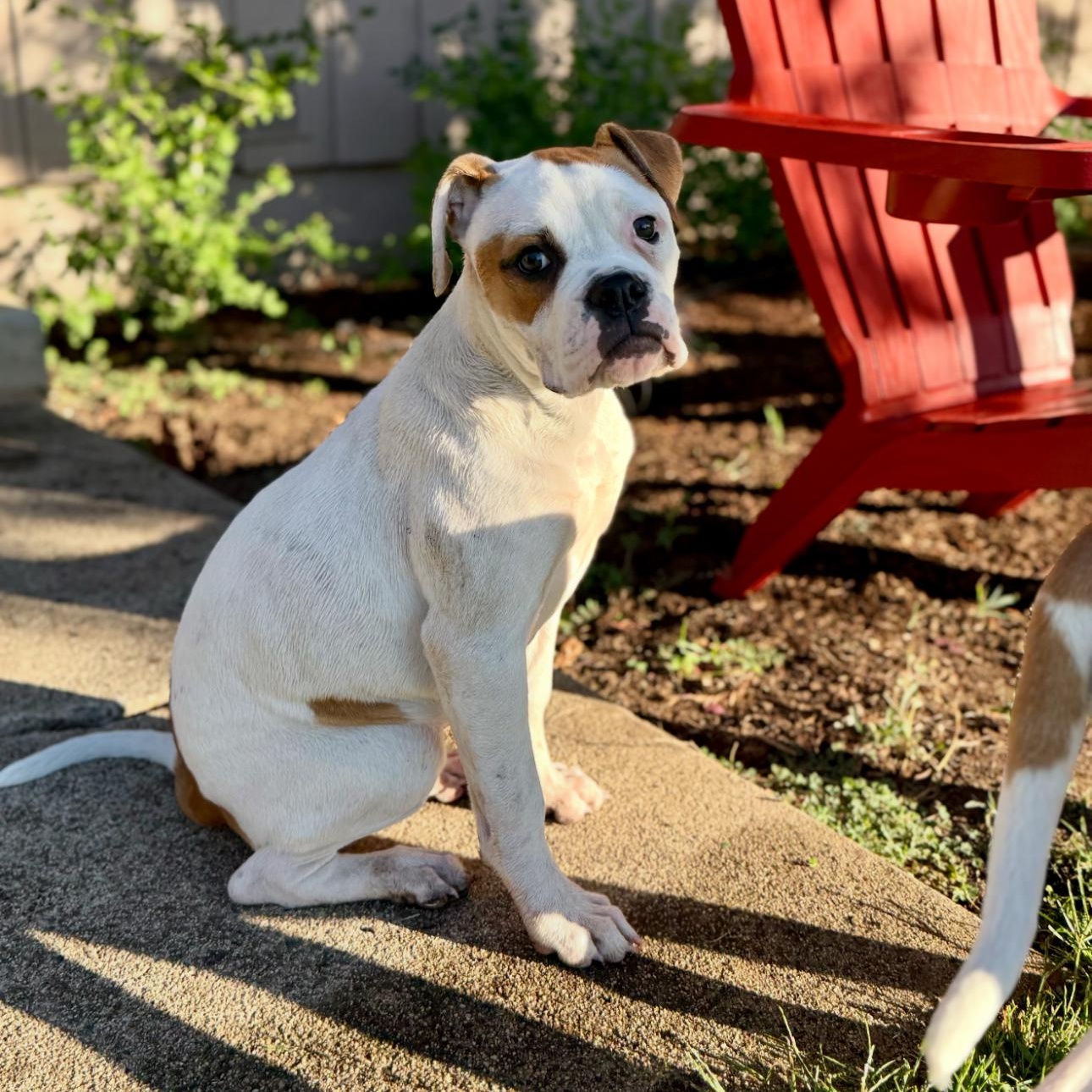 Enlarge Coco, a Adopted mixed breed in Medford, OR image 2/6