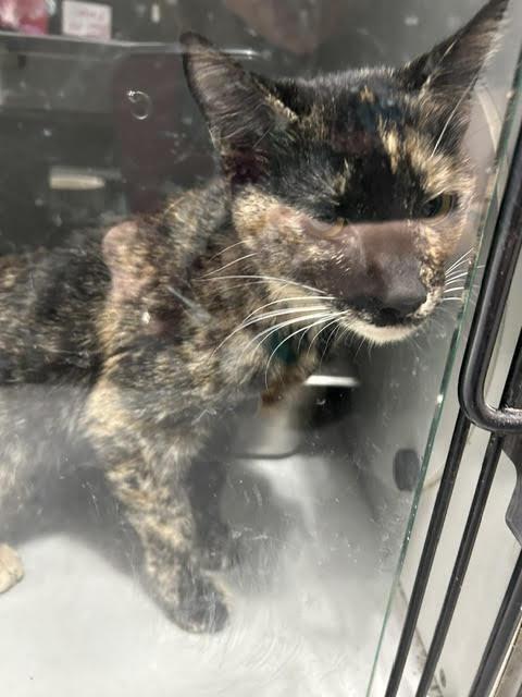 Enlarge Mighty Mouse, a Adoptable Domestic Short Hair in Anoka, MN image 1/1