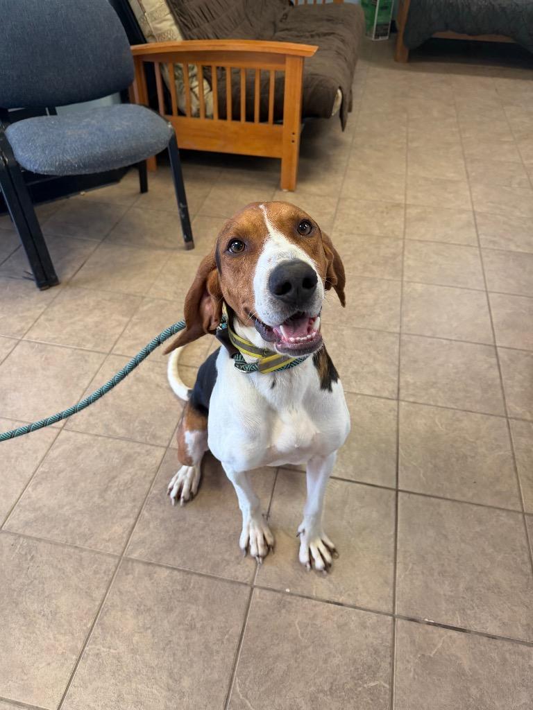Ringo, Adoptable, Adult Male Coonhound.