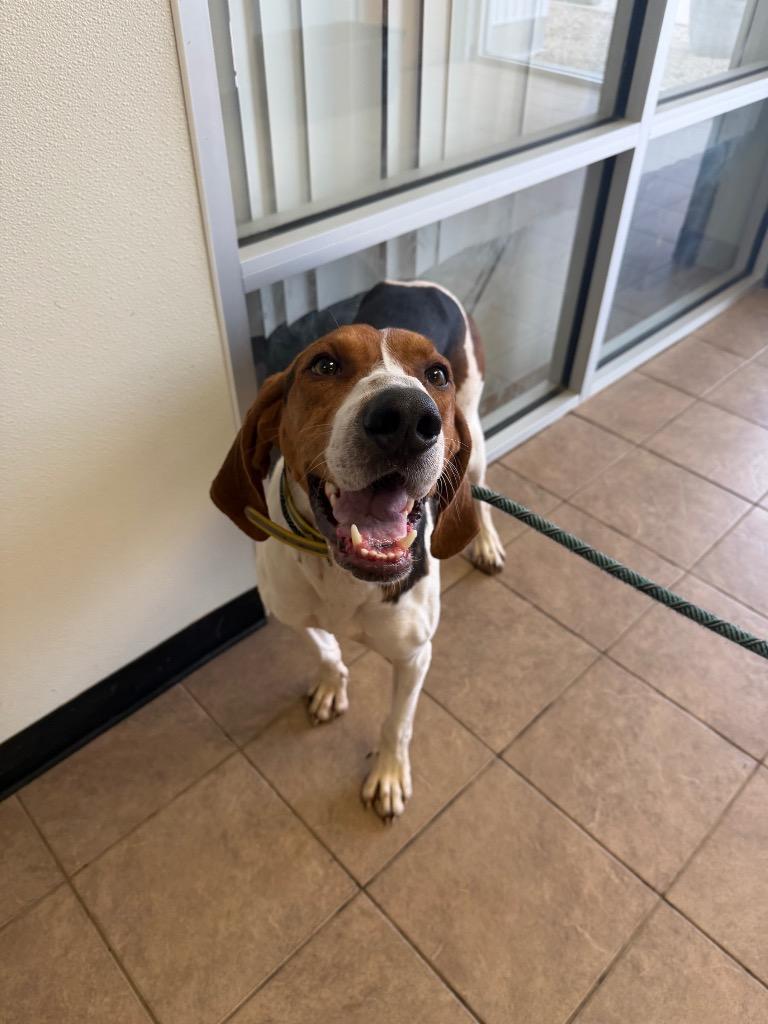 Enlarge Ringo, a Adoptable Coonhound in Marion, OH image 2/2