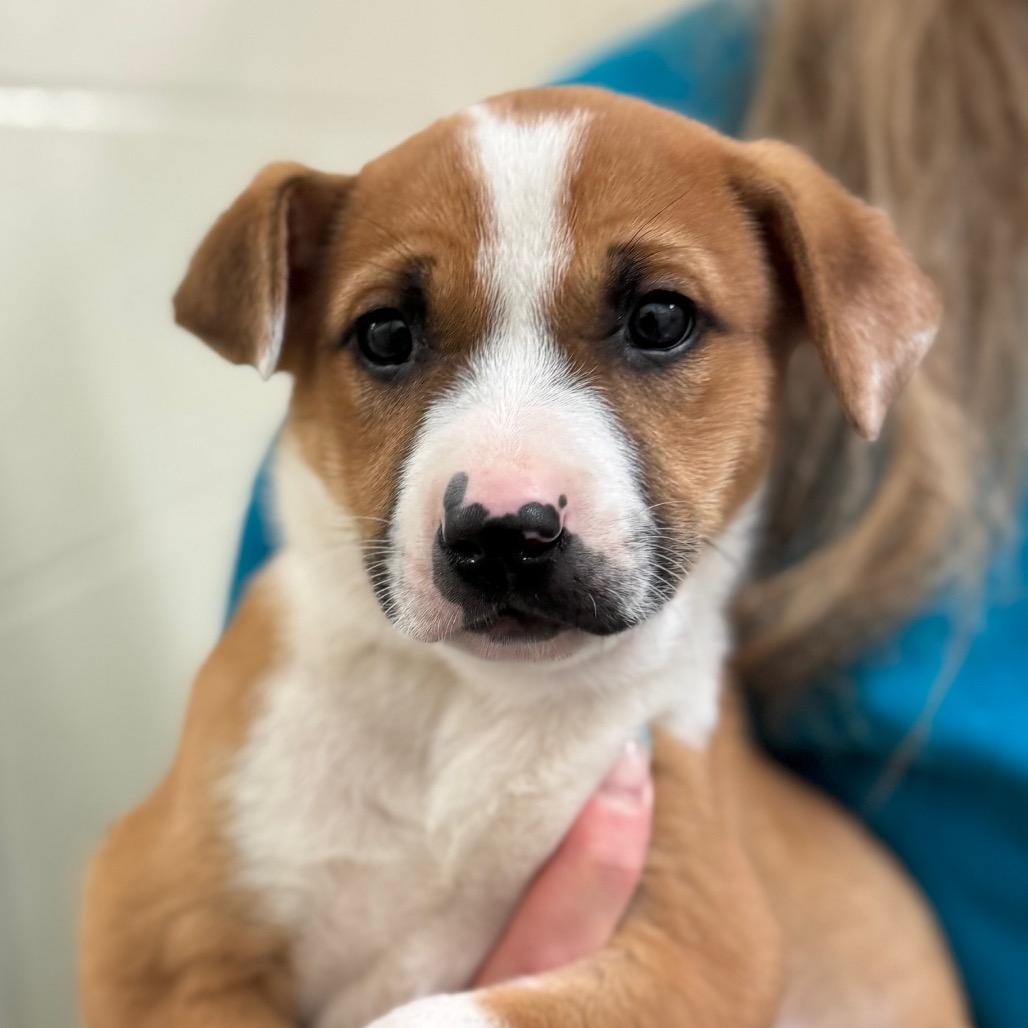 Enlarge Yosemite, a Adoptable Mixed Breed in Hendersonville, NC image 1/3
