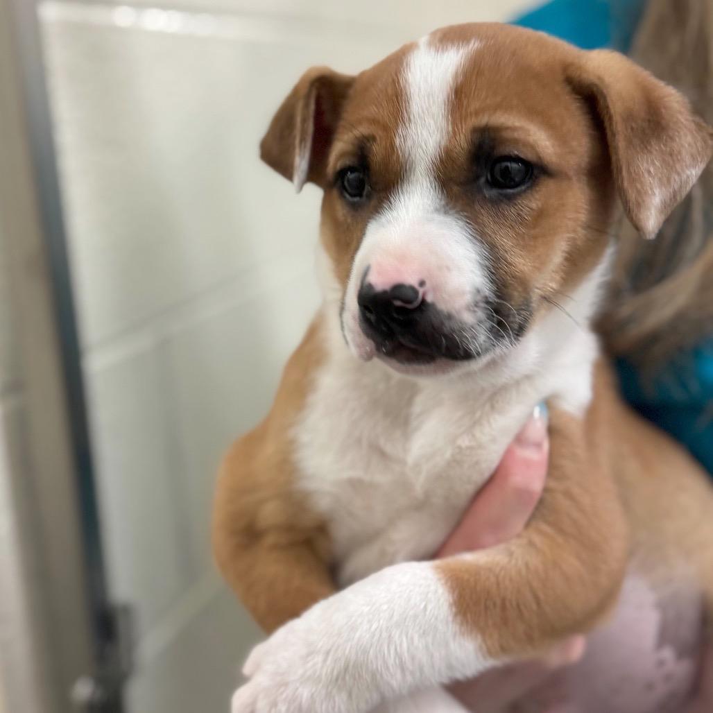 Enlarge Yosemite, a Adoptable Mixed Breed in Hendersonville, NC image 2/3