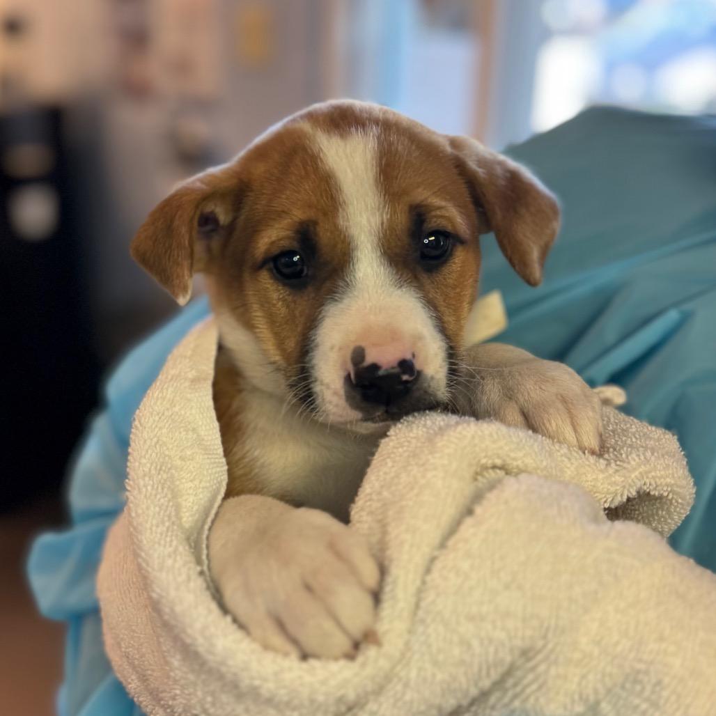 Enlarge Yosemite, a Adoptable Mixed Breed in Hendersonville, NC image 3/3