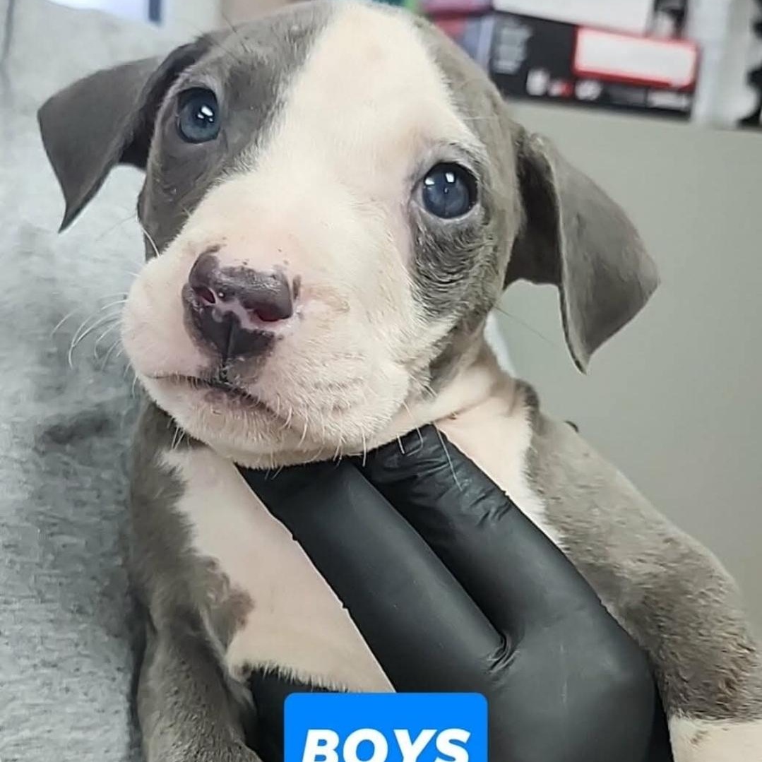 Otis, Adoptable, Puppy Male American Staffordshire Terrier & Pit Bull Terrier.