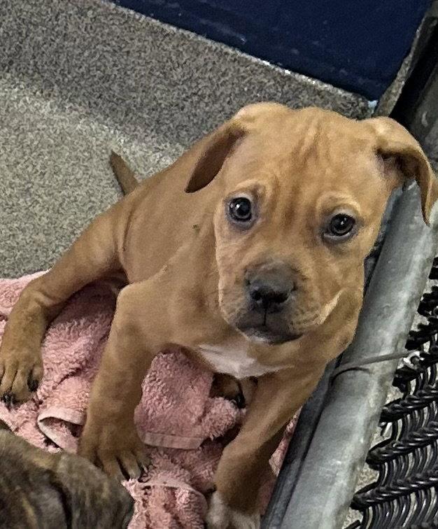 Kimber 2 months male AVAILABLE 5/20, Adoptable, Young Male Mixed Breed.