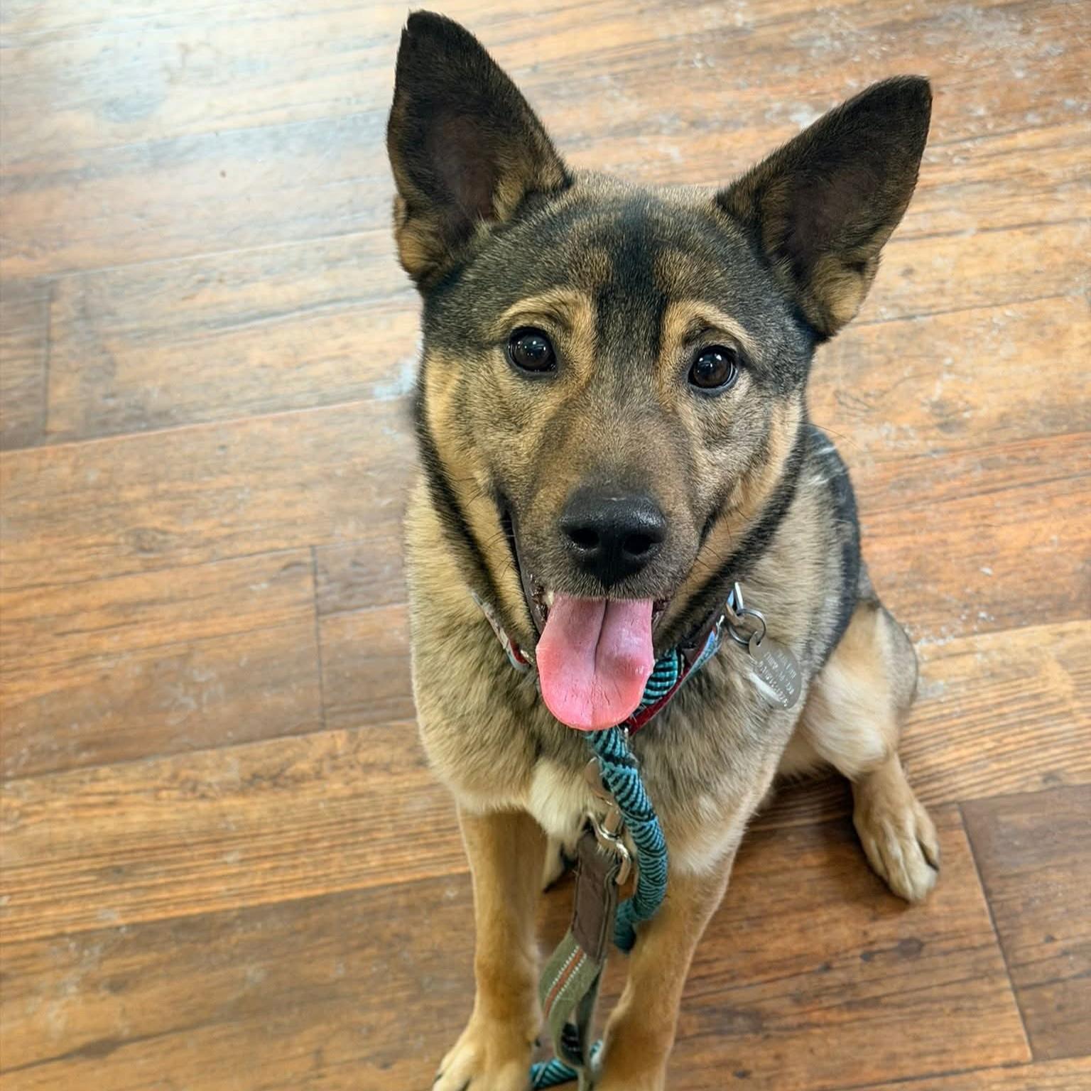 Dmitri, adopted, Young Male Norwegian Elkhound & Shepherd.