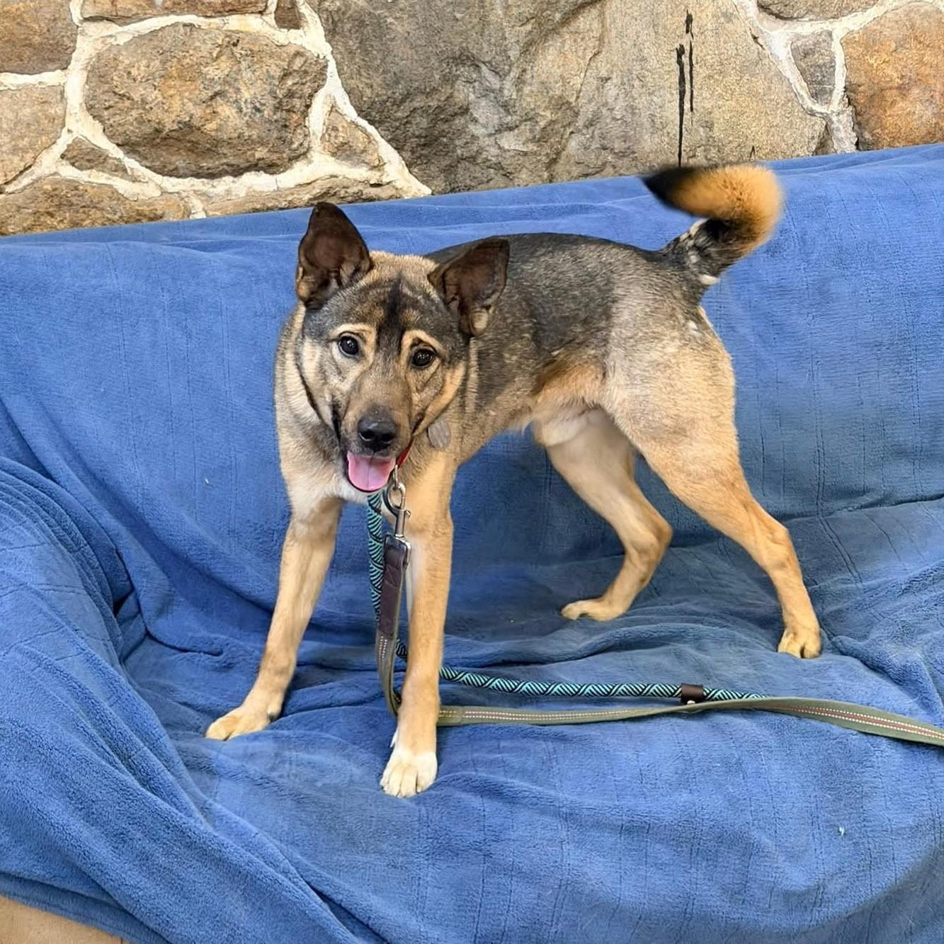 Enlarge Dmitri, an adopted mixed breed in Phoenixville, PA image 2/4