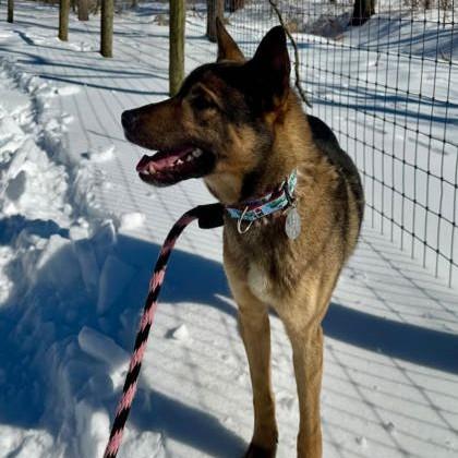 Enlarge Dmitri, an adopted mixed breed in Phoenixville, PA image 4/4