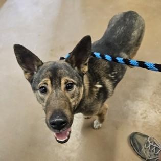 Enlarge Dmitri, an adopted mixed breed in Phoenixville, PA image 3/4