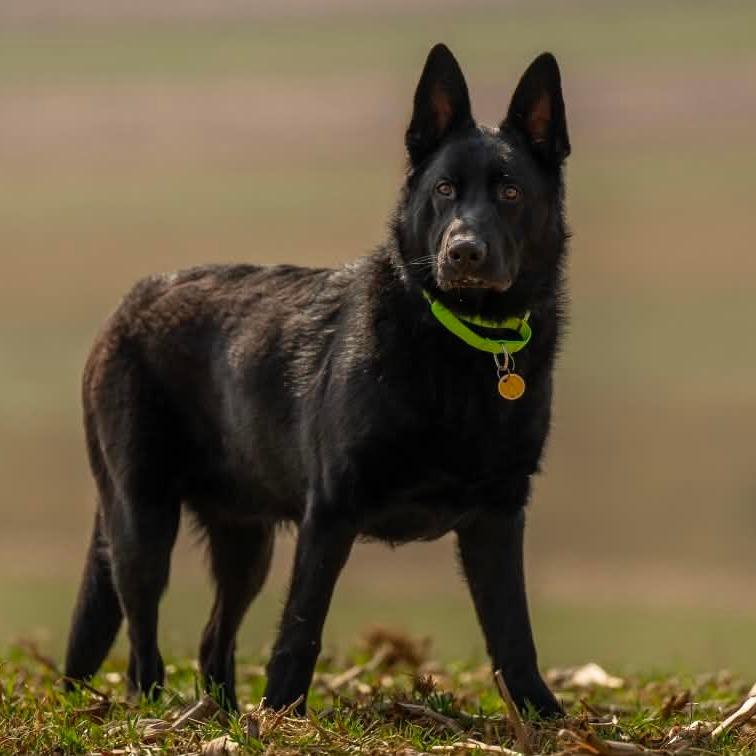 Enlarge Sorocco (26-131), a Adoptable German Shepherd Dog in New Ringgold, PA image 1/6