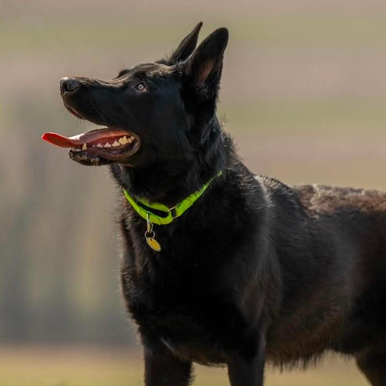 Enlarge Sorocco (26-131), a Adoptable German Shepherd Dog in New Ringgold, PA image 2/6