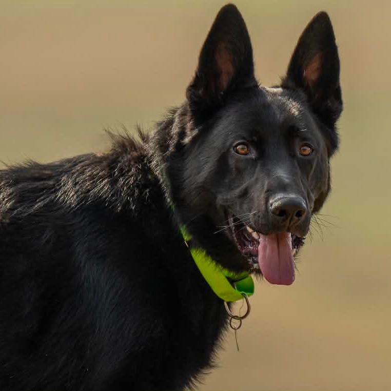 Enlarge Sorocco (26-131), a Adoptable German Shepherd Dog in New Ringgold, PA image 3/6