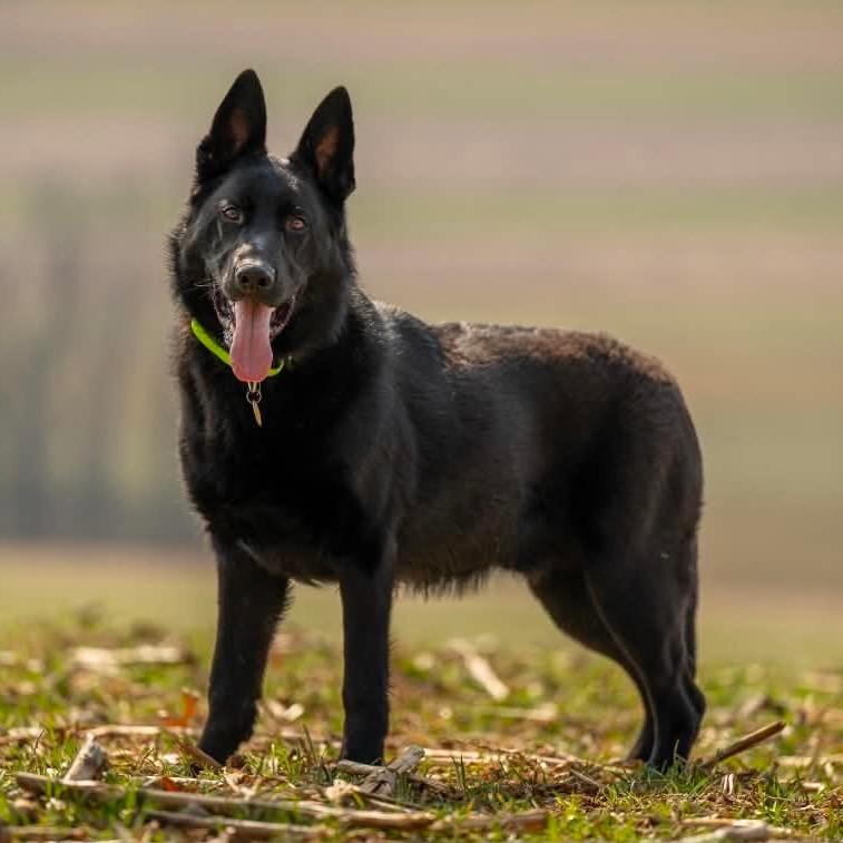 Enlarge Sorocco (26-131), a Adoptable German Shepherd Dog in New Ringgold, PA image 4/6