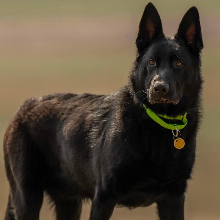 Enlarge Sorocco (26-131), a Adoptable German Shepherd Dog in New Ringgold, PA image 5/6