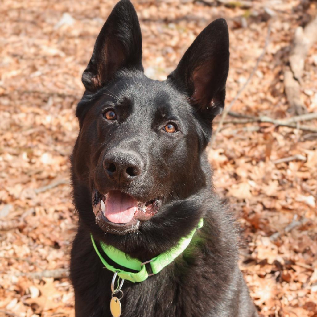 Enlarge Sorocco (26-131), a Adoptable German Shepherd Dog in New Ringgold, PA image 6/6