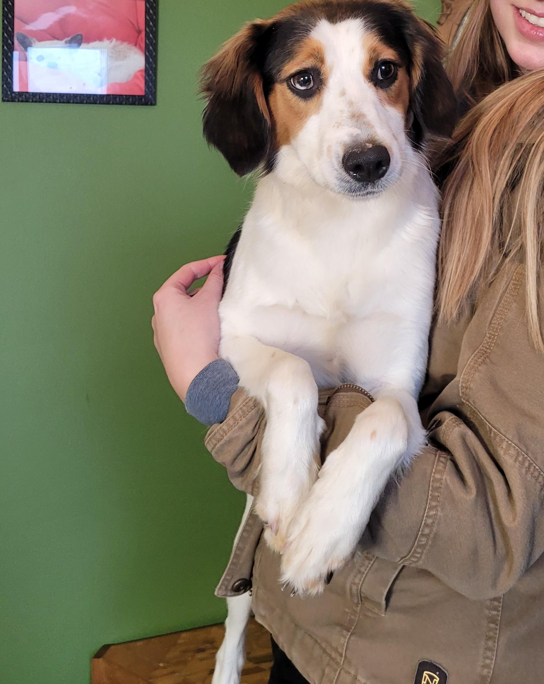 Enlarge Roxie, a hold mixed breed in Lacombe, AB image 2/6