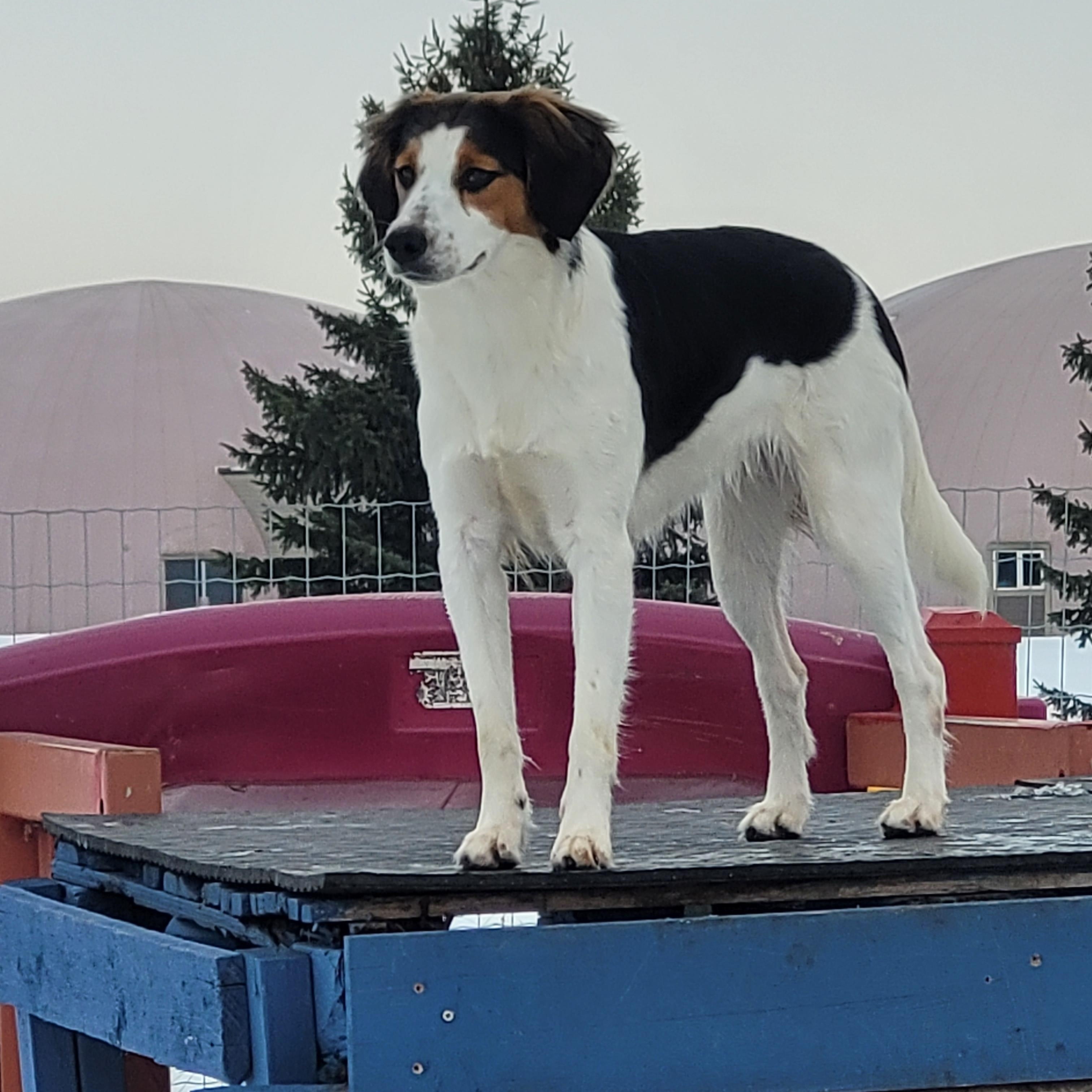 Enlarge Roxie, a hold mixed breed in Lacombe, AB image 1/6