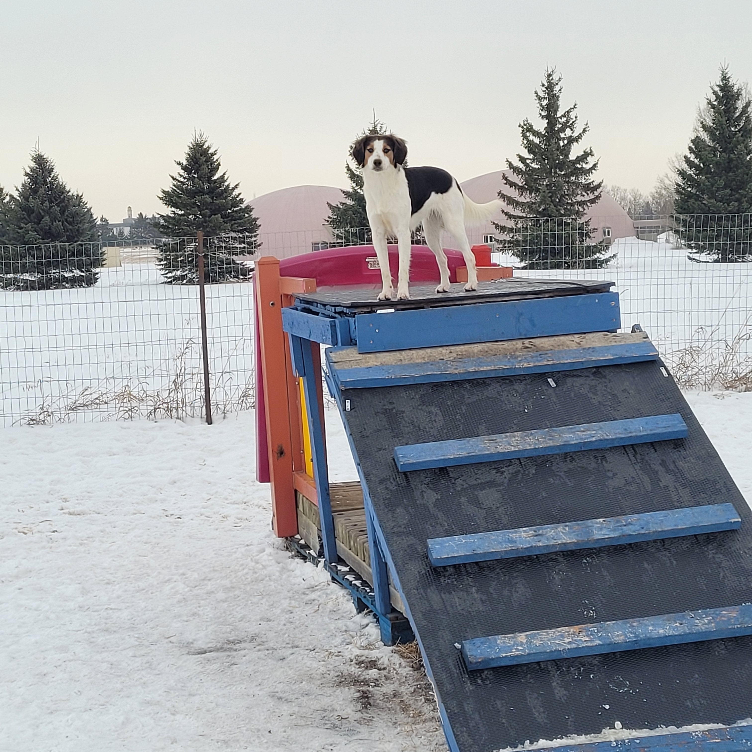Enlarge Roxie, a hold mixed breed in Lacombe, AB image 5/6