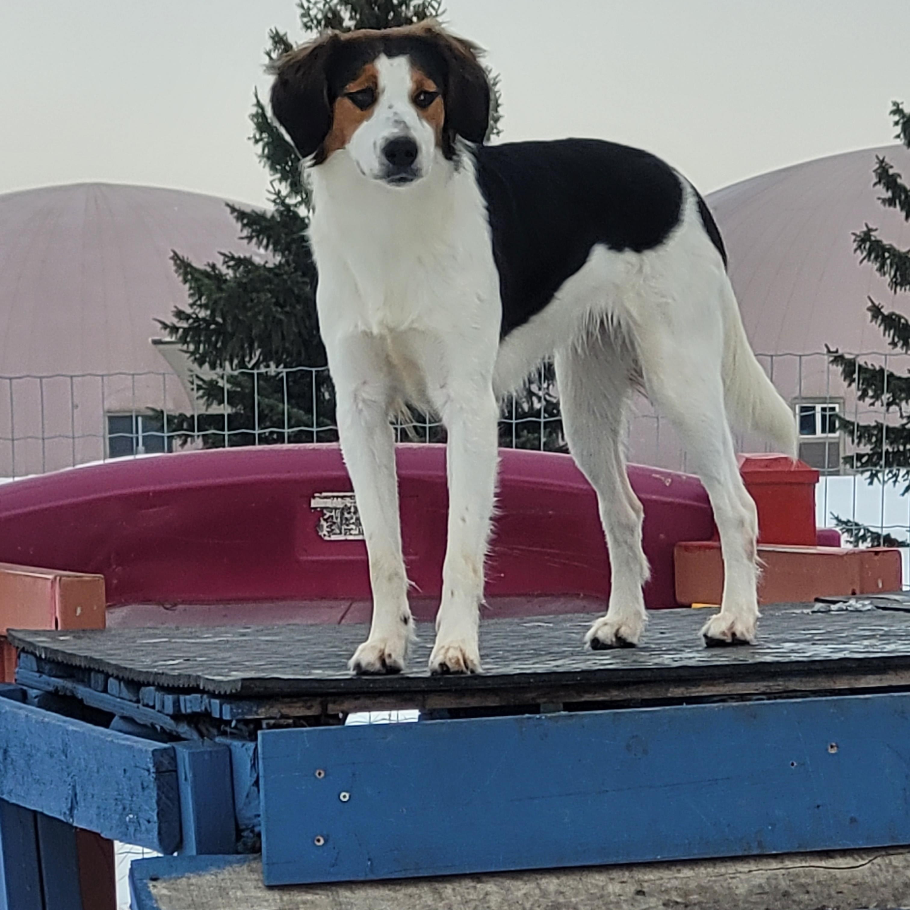 Enlarge Roxie, a hold mixed breed in Lacombe, AB image 6/6