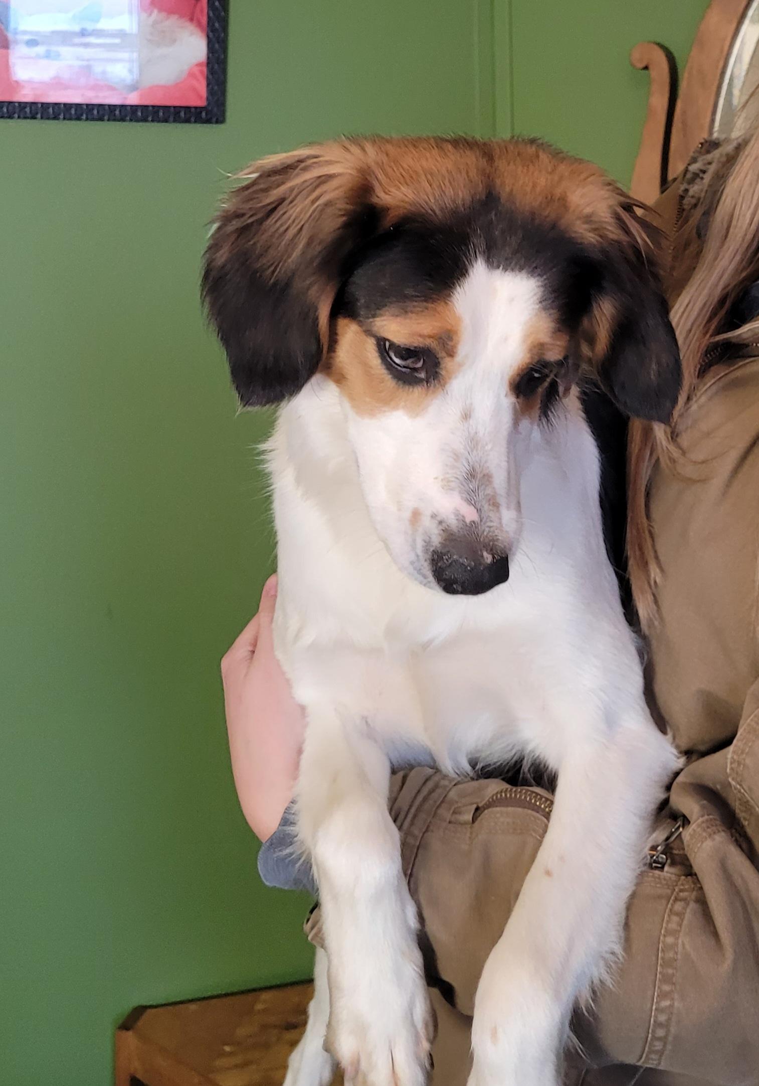 Enlarge Roxie, a hold mixed breed in Lacombe, AB image 4/6