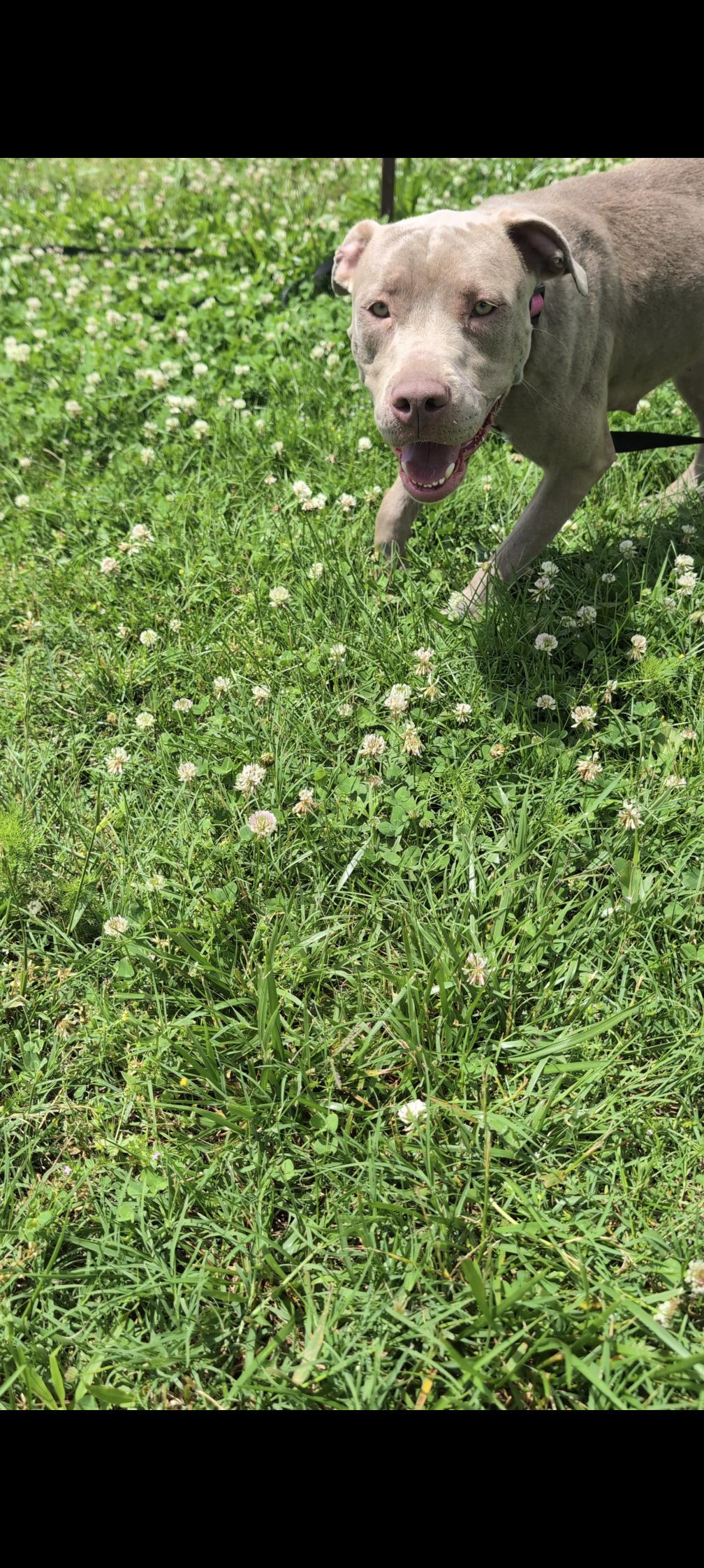Georgette (NO ADOPTION FEE Home, Foster or Rescue Needed ASAP), a Adoptable Pit Bull Terrier in Guntersville, AL image 2/4