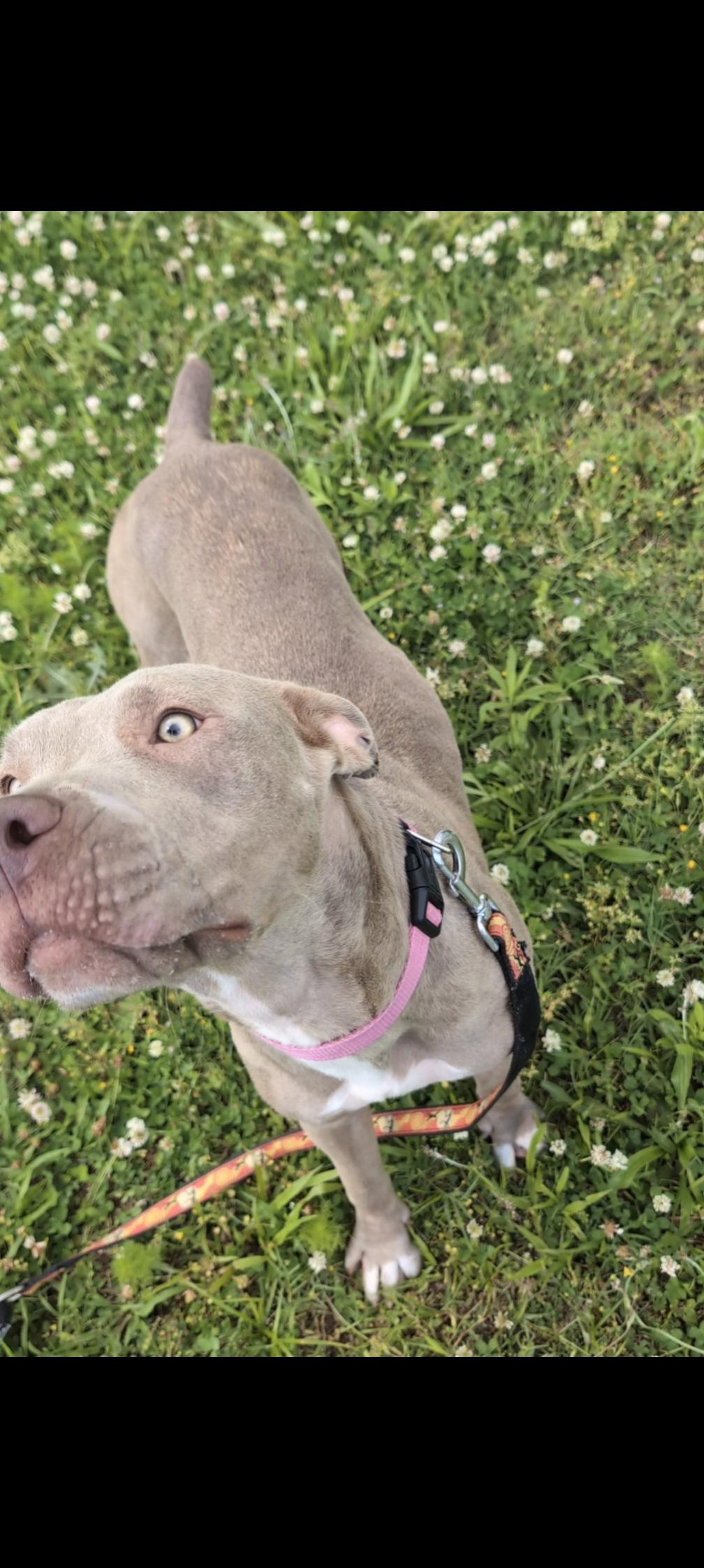 Georgette (NO ADOPTION FEE Home, Foster or Rescue Needed ASAP), a Adoptable Pit Bull Terrier in Guntersville, AL image 3/4