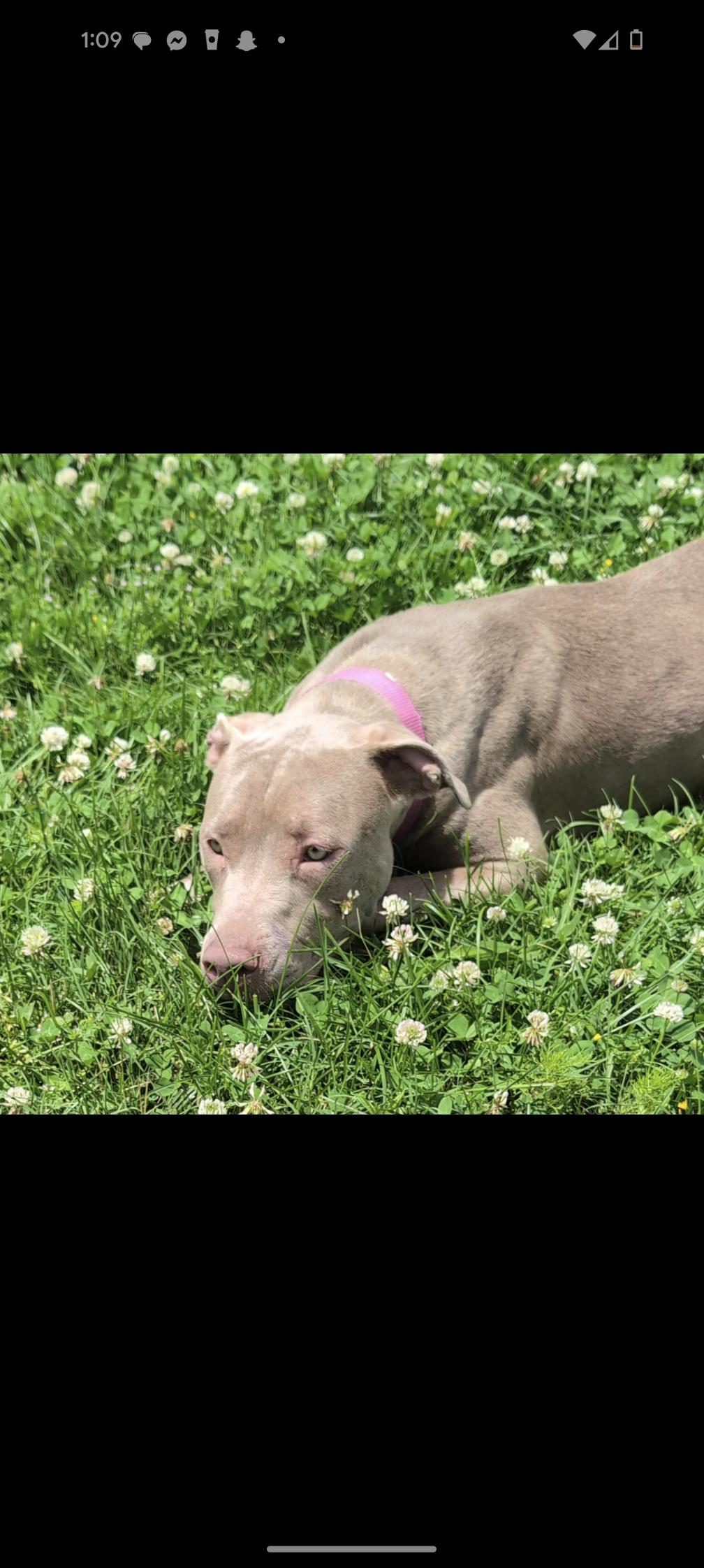 Georgette (NO ADOPTION FEE Home, Foster or Rescue Needed ASAP), a Adoptable Pit Bull Terrier in Guntersville, AL image 4/4