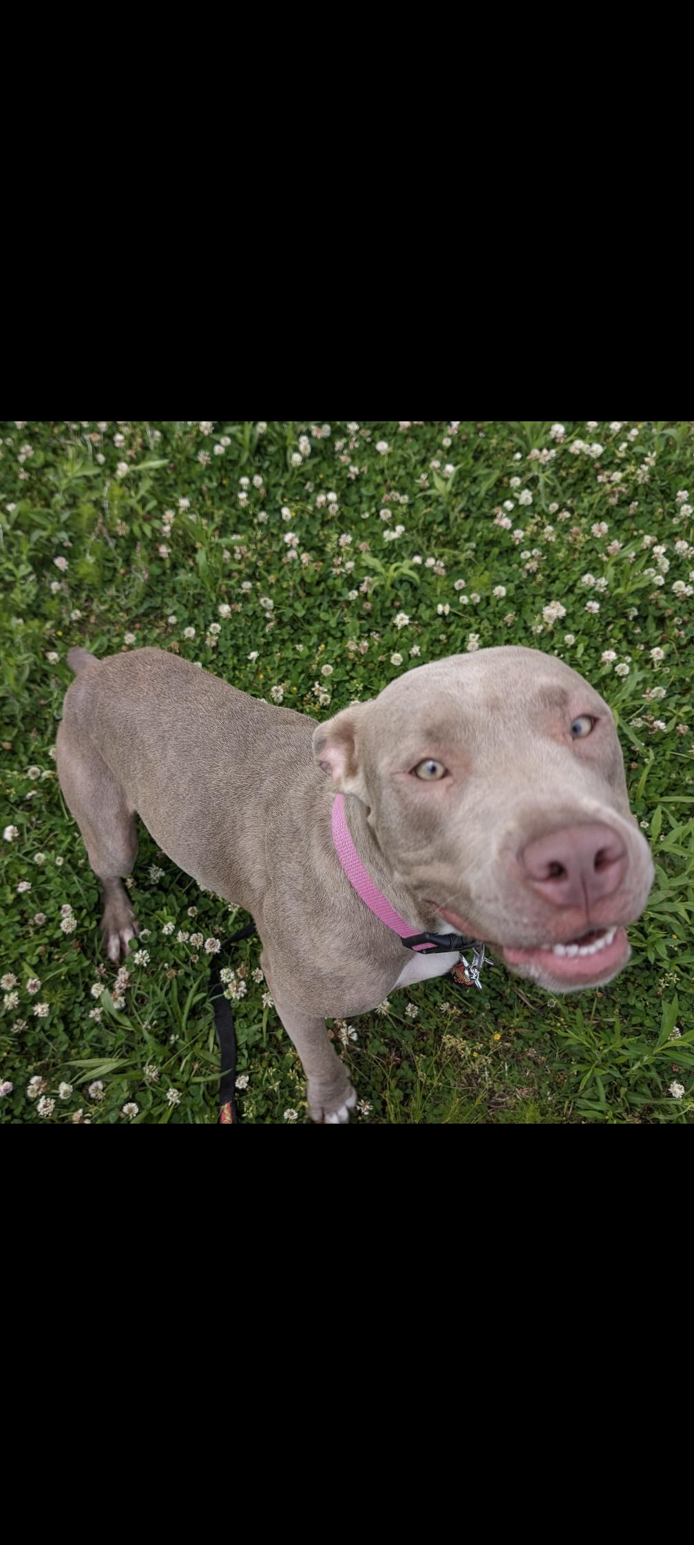 Georgette  (NO ADOPTION FEE Home, Foster or Rescue Needed ASAP), Adult Female Pit Bull Terrier