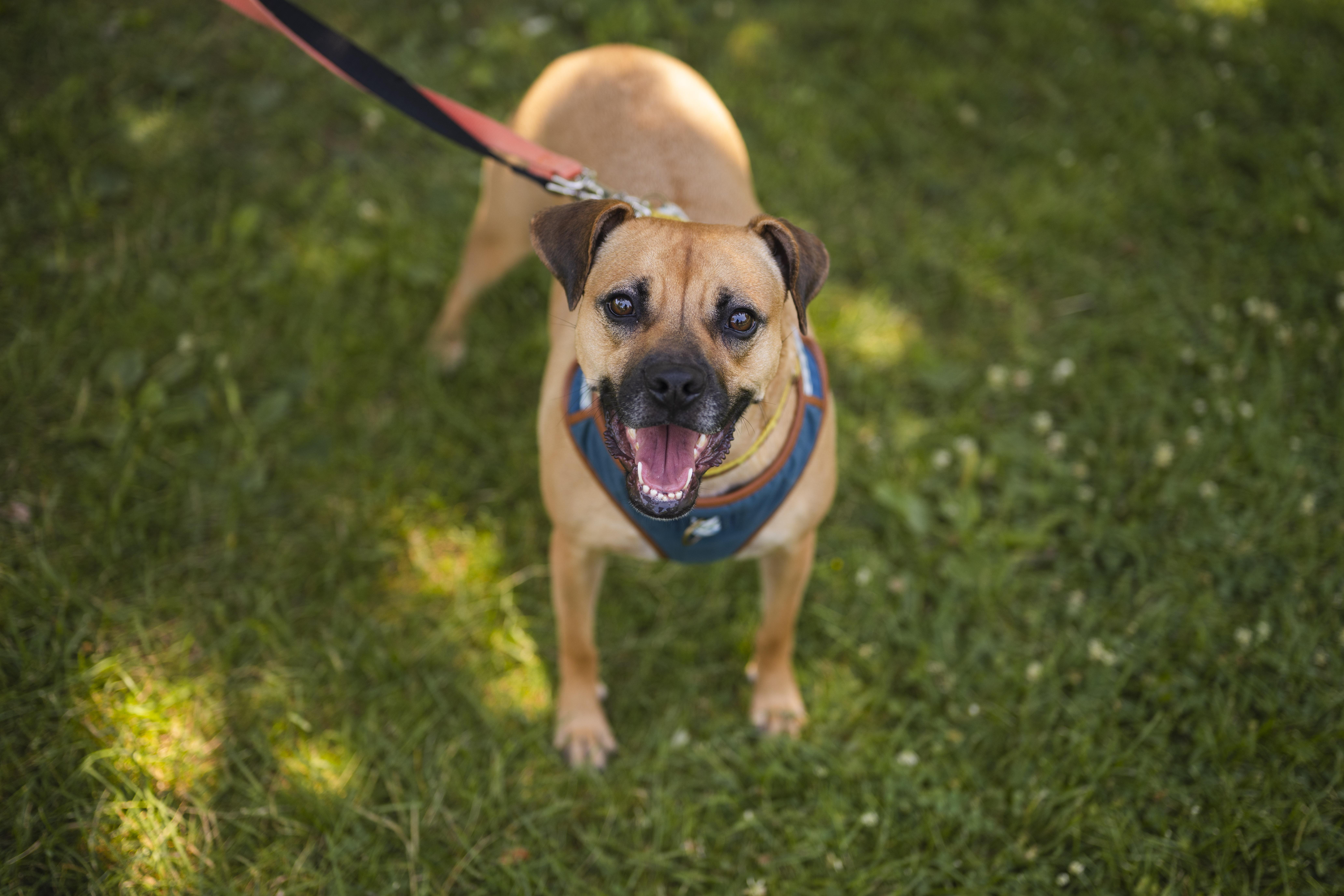 Enlarge Lua, a Adoptable mixed breed in Mississauga, ON image 3/4