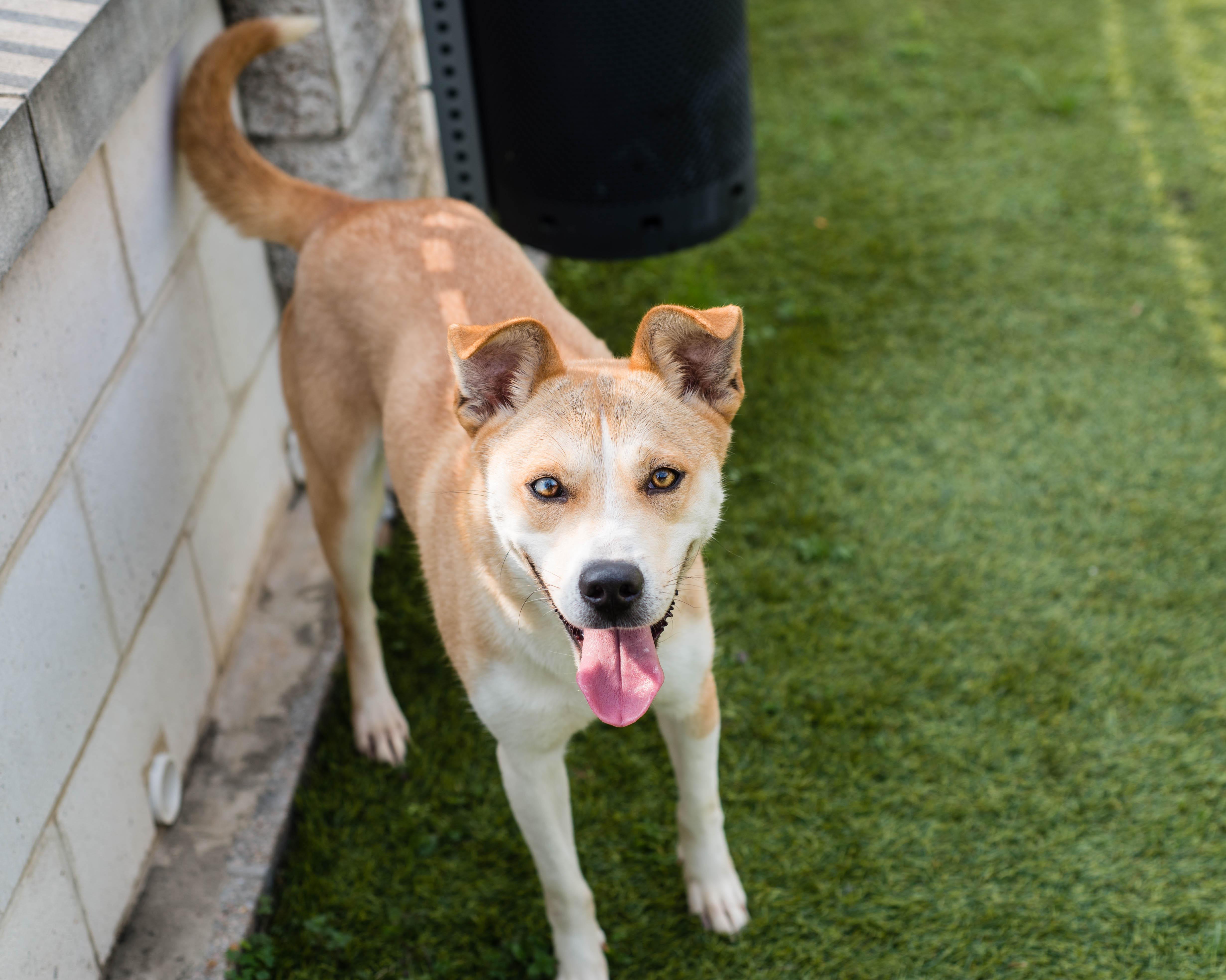 Enlarge Alani, a ADOPTABLE mixed breed in Mont Belvieu, TX image 3/4