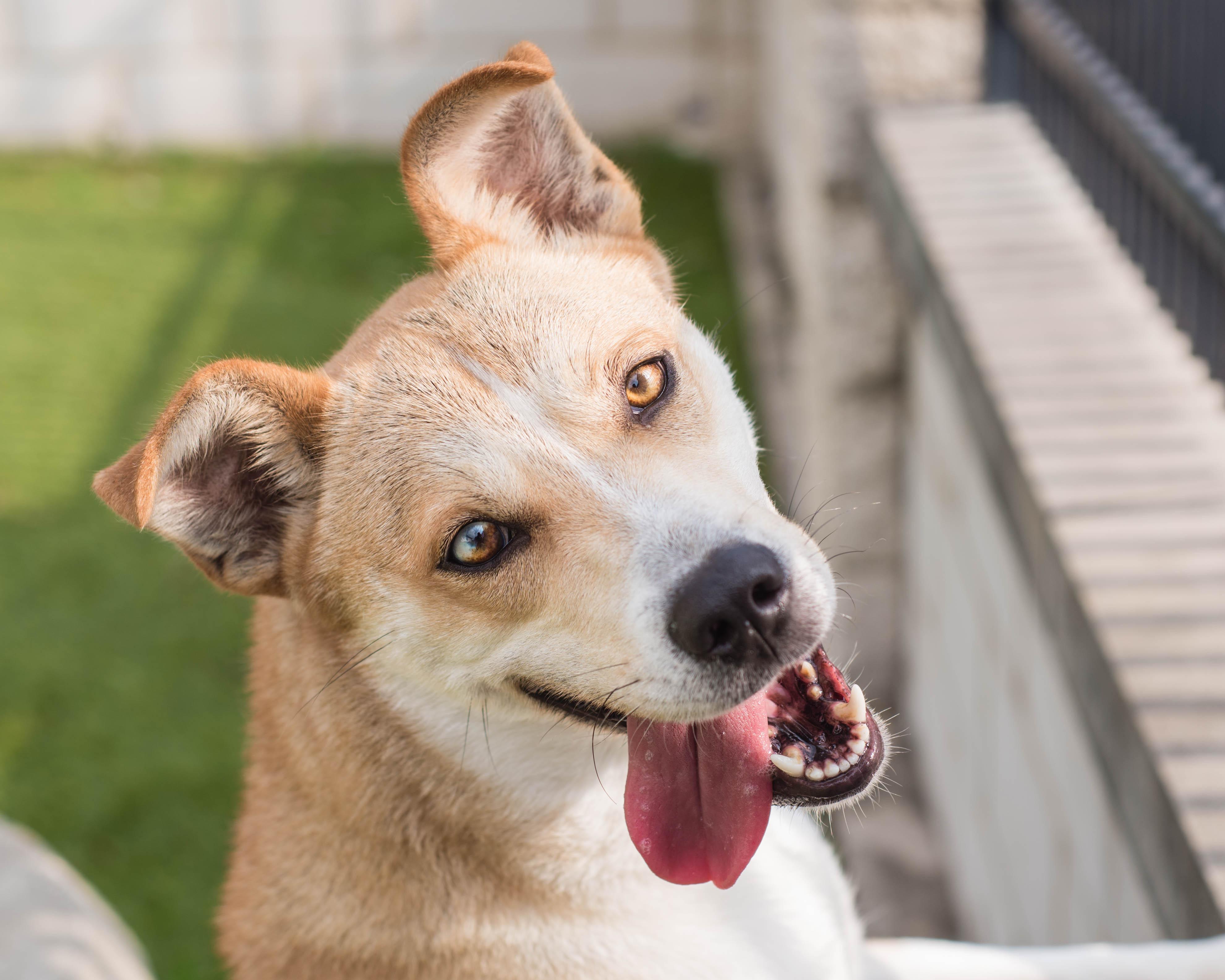 Enlarge Alani, a ADOPTABLE mixed breed in Mont Belvieu, TX image 4/4
