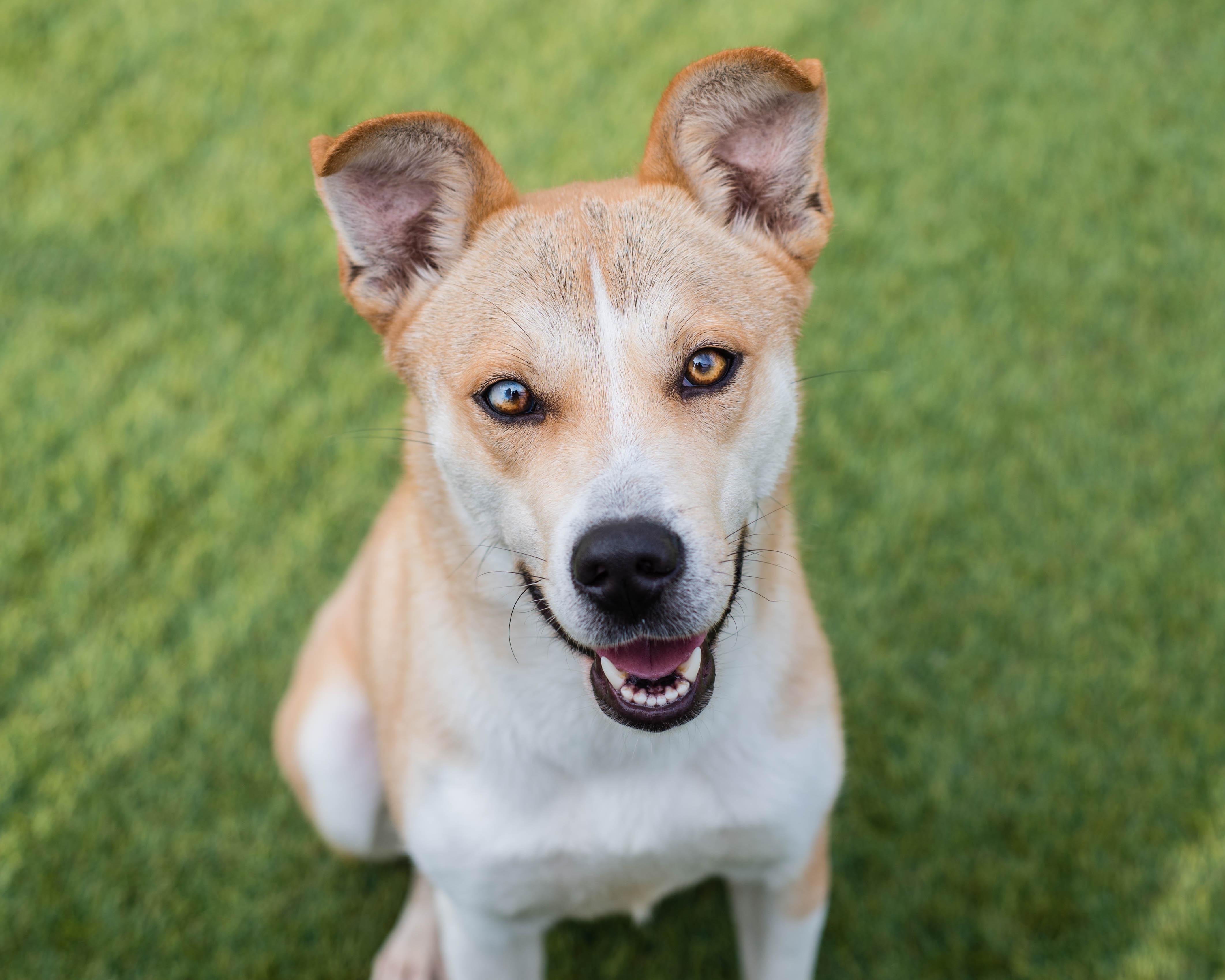 Alani, ADOPTABLE, Adult Female Siberian Husky & Shiba Inu.