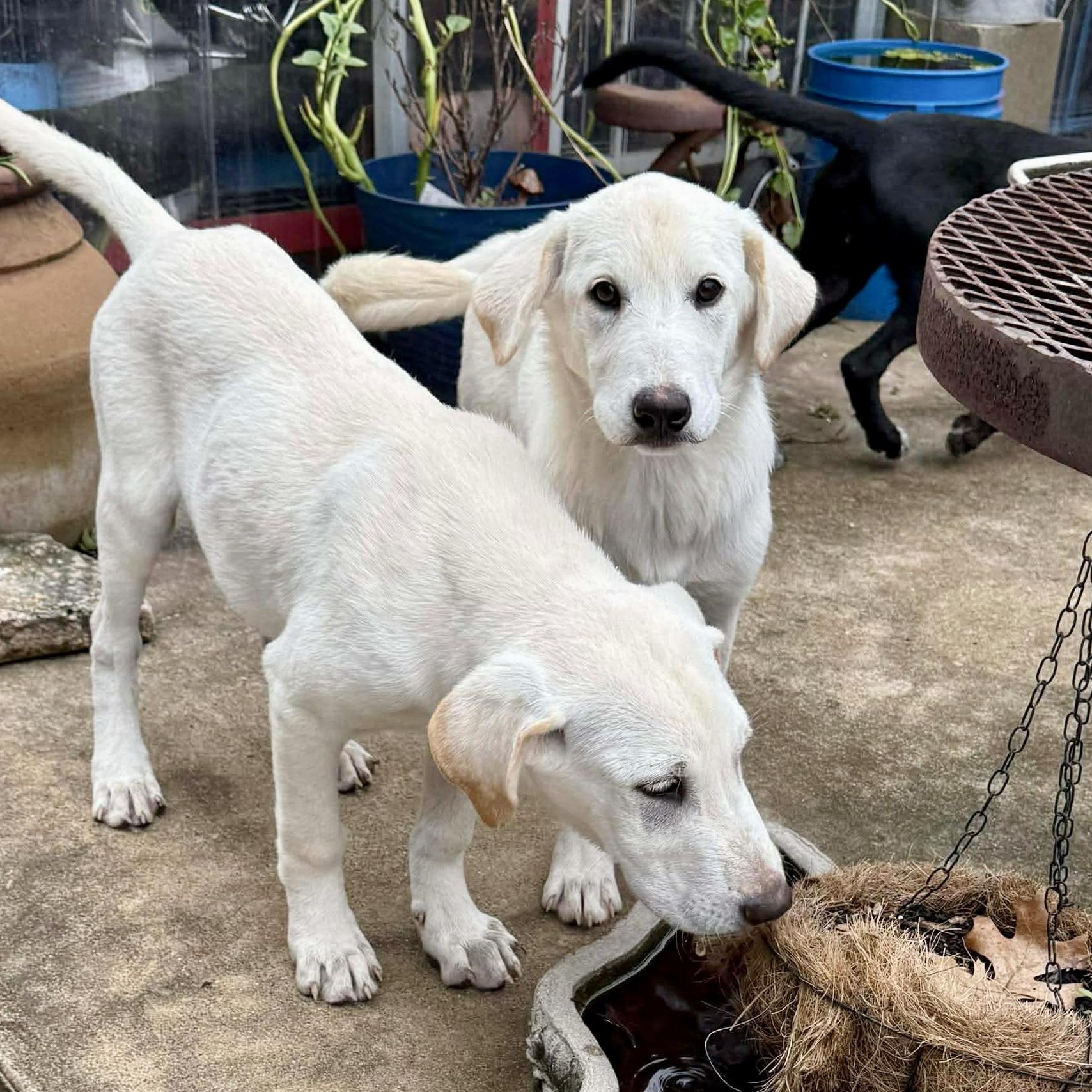 Wonder, a Adoptable Labrador Retriever in Stanfield, OR image 4/6