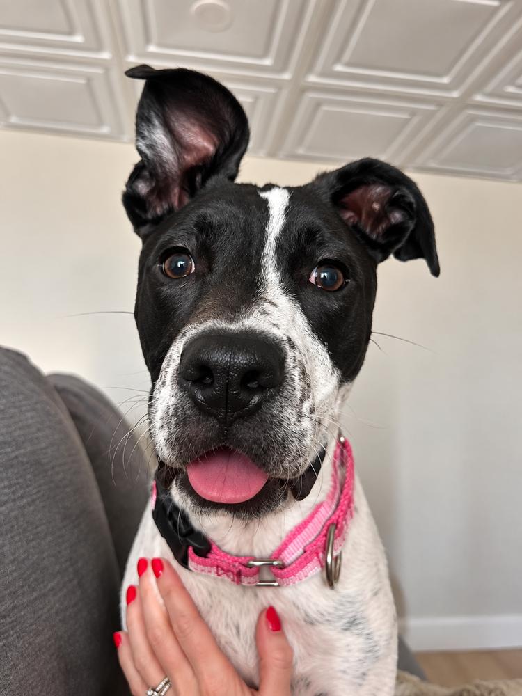Millie Mitzi, Adoptable, Puppy Female Terrier & Spaniel.