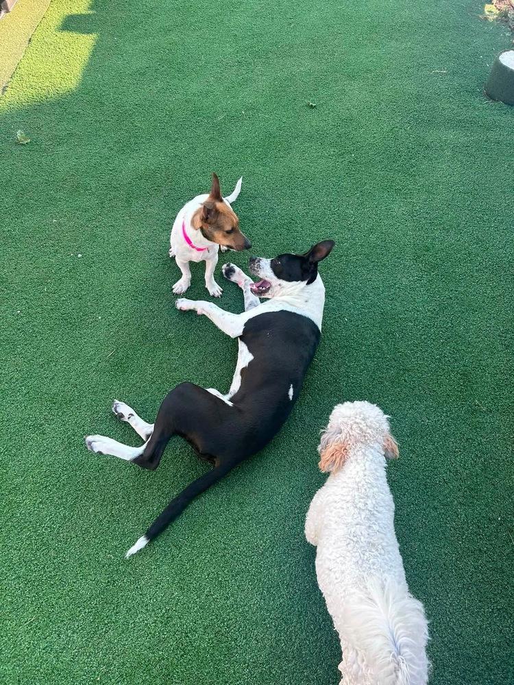 Enlarge Millie Mitzi, a Adoptable mixed breed in Saugus, MA image 2/6