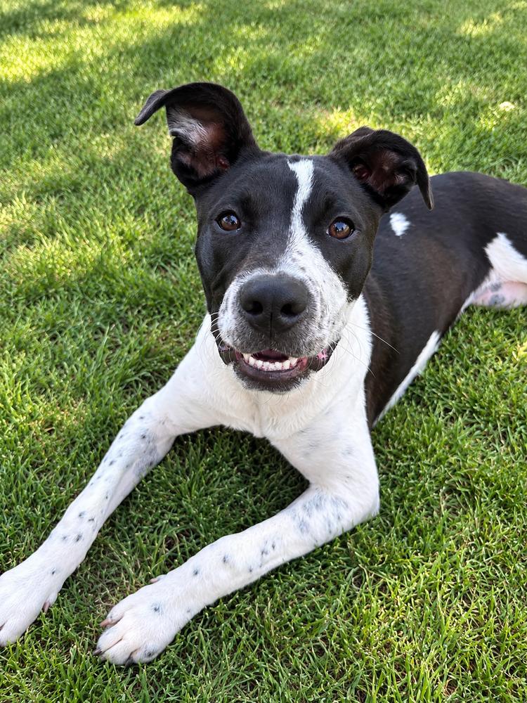 Enlarge Millie Mitzi, a Adoptable mixed breed in Saugus, MA image 3/6