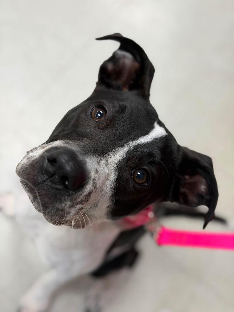 Enlarge Millie Mitzi, a Adoptable mixed breed in Saugus, MA image 4/6