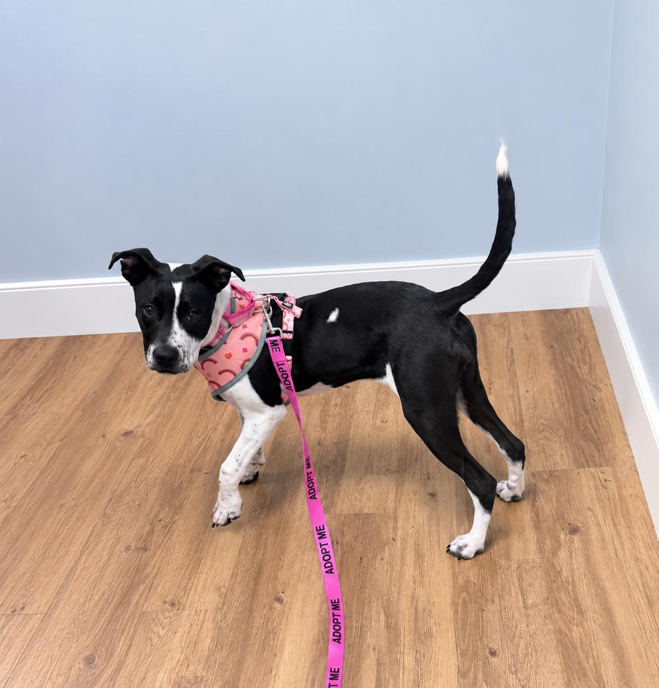 Enlarge Millie Mitzi, a Adoptable mixed breed in Saugus, MA image 5/6