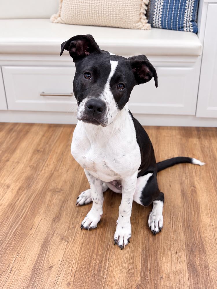 Enlarge Millie Mitzi, a Adoptable mixed breed in Saugus, MA image 6/6