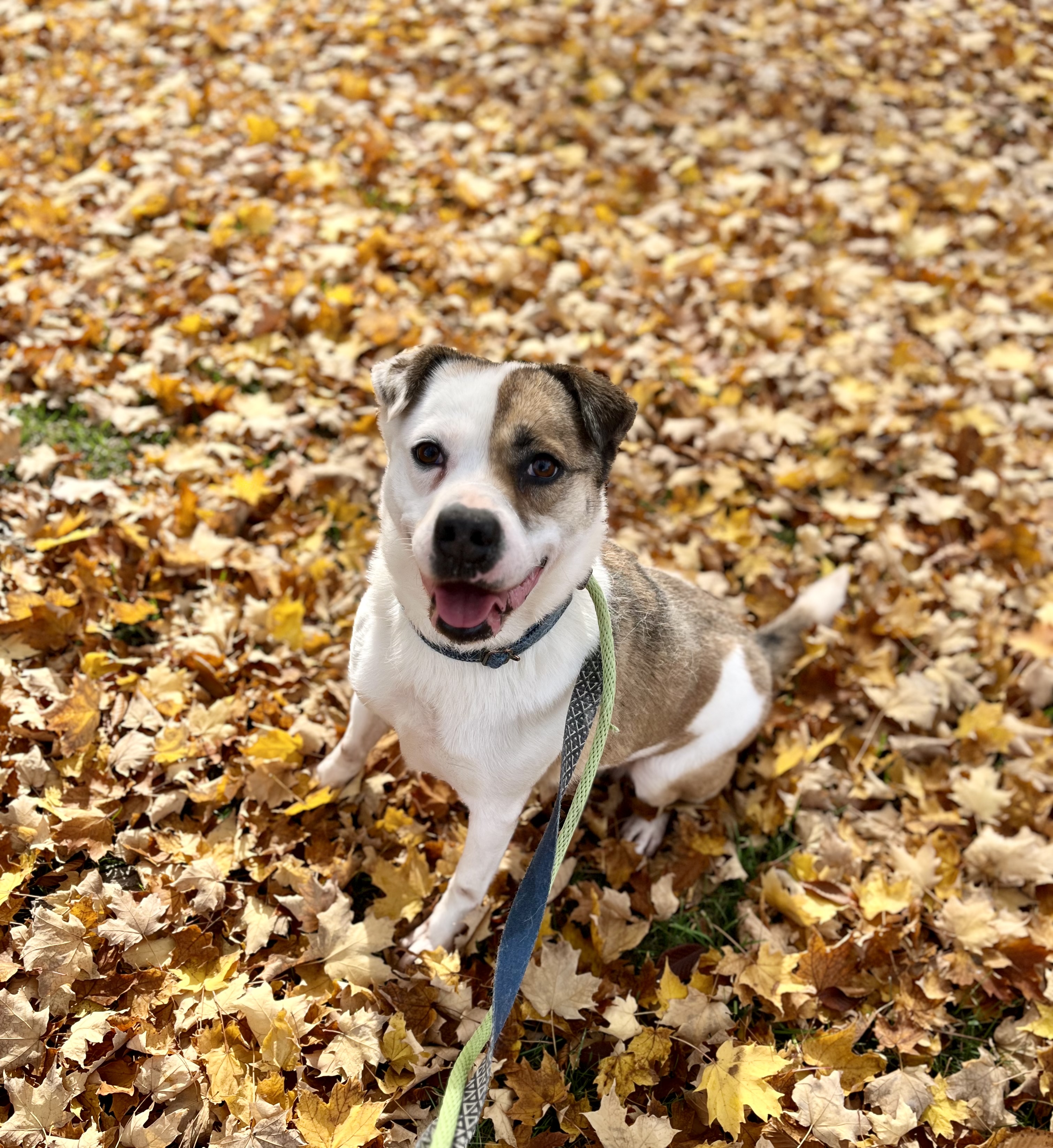 Serena (20201118-01), a Adoptable mixed breed in Ridgeway, ON image 3/6