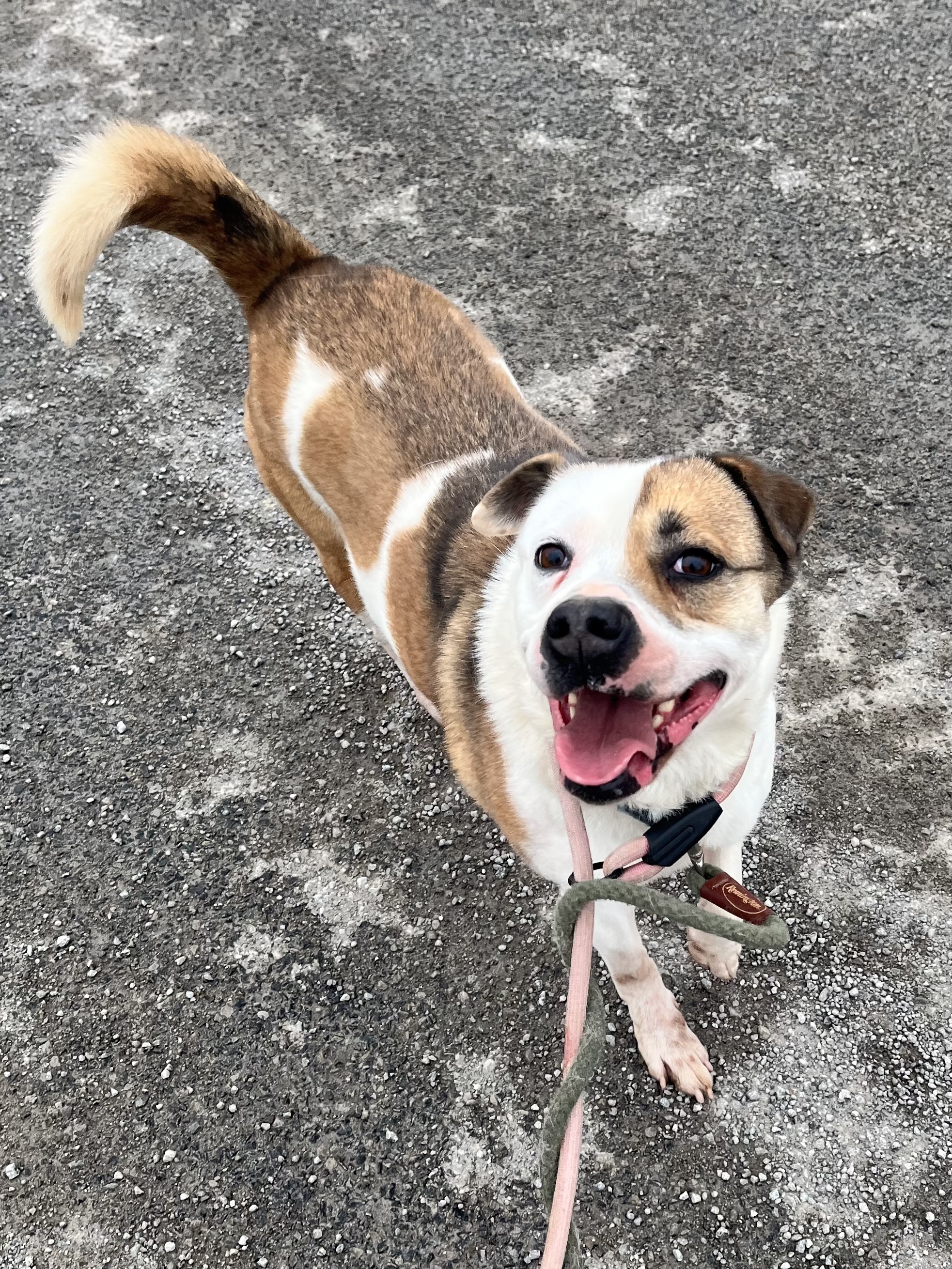 Serena (20201118-01), a Adoptable mixed breed in Ridgeway, ON image 5/6