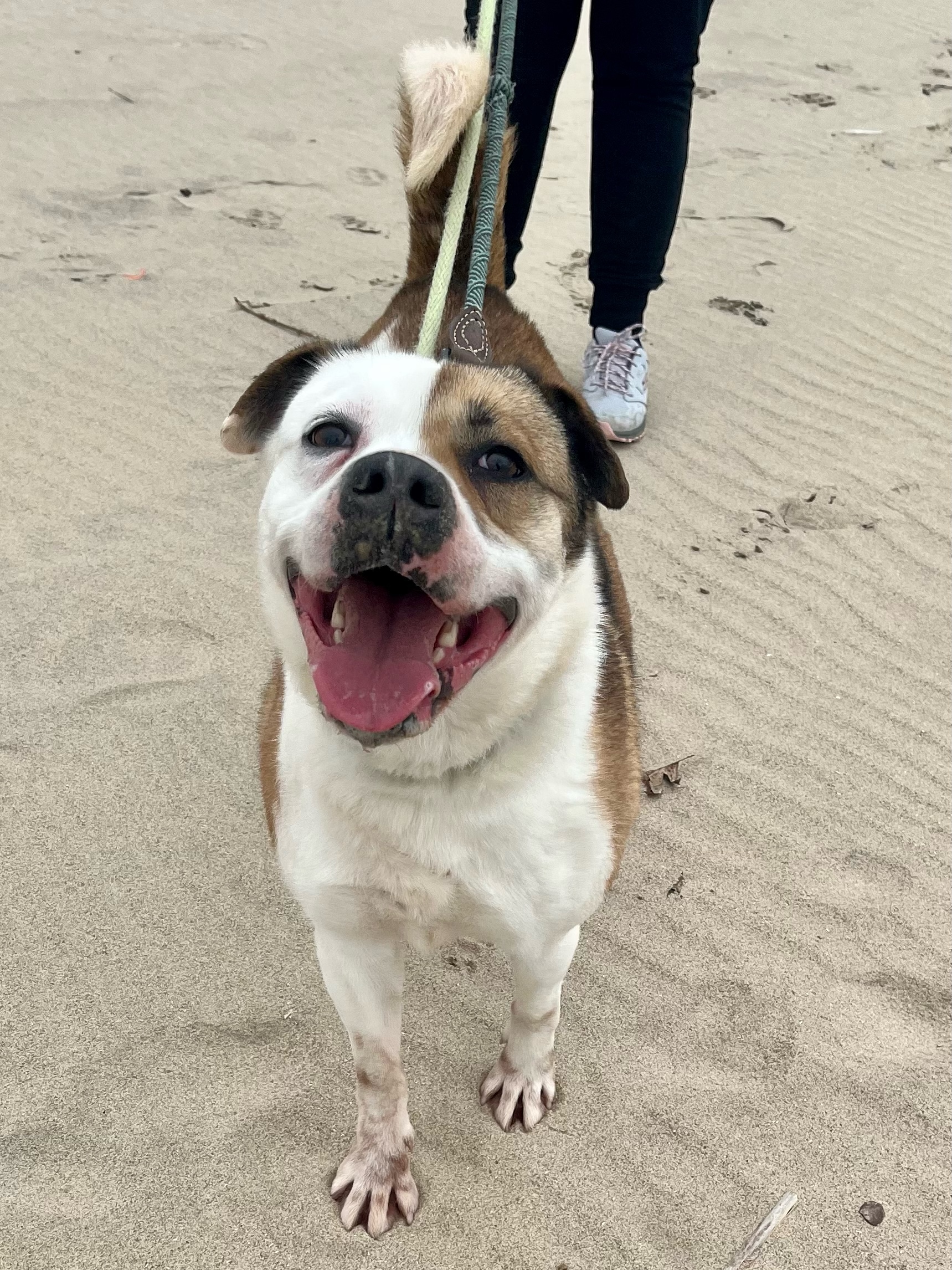 Serena (20201118-01), a Adoptable mixed breed in Ridgeway, ON image 1/6