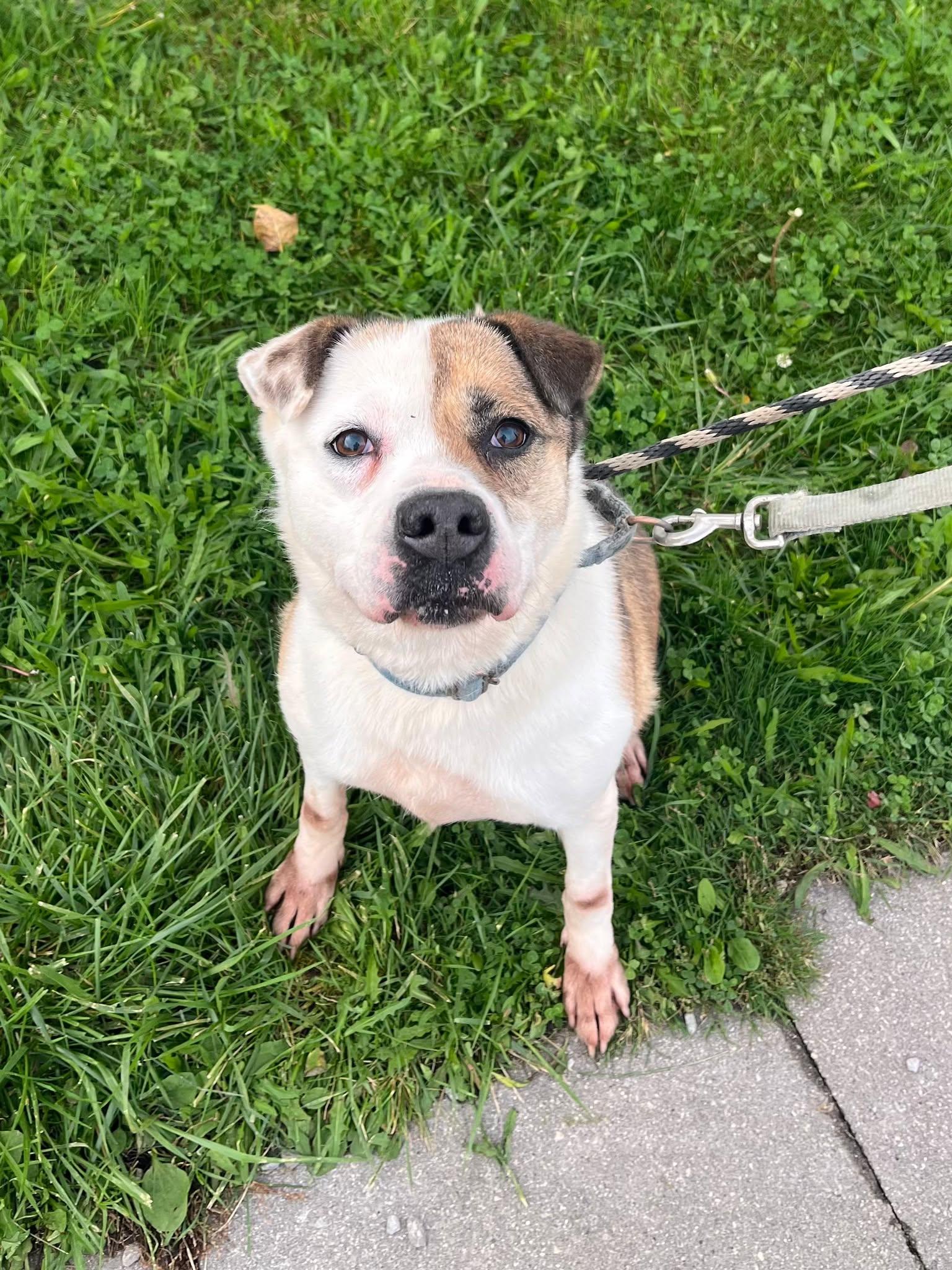 Enlarge Serena (20201118-01), a Adoptable mixed breed in Ridgeway, ON image 1/6