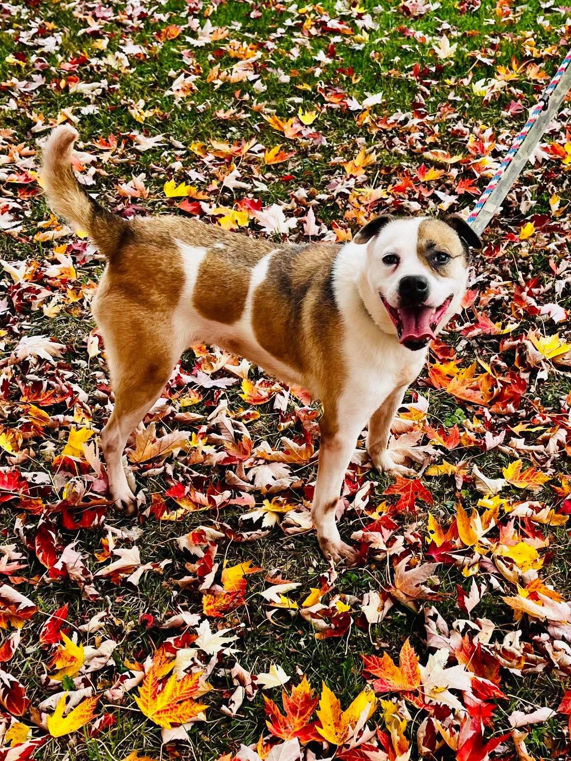 Serena (20201118-01), a Adoptable mixed breed in Ridgeway, ON image 2/6