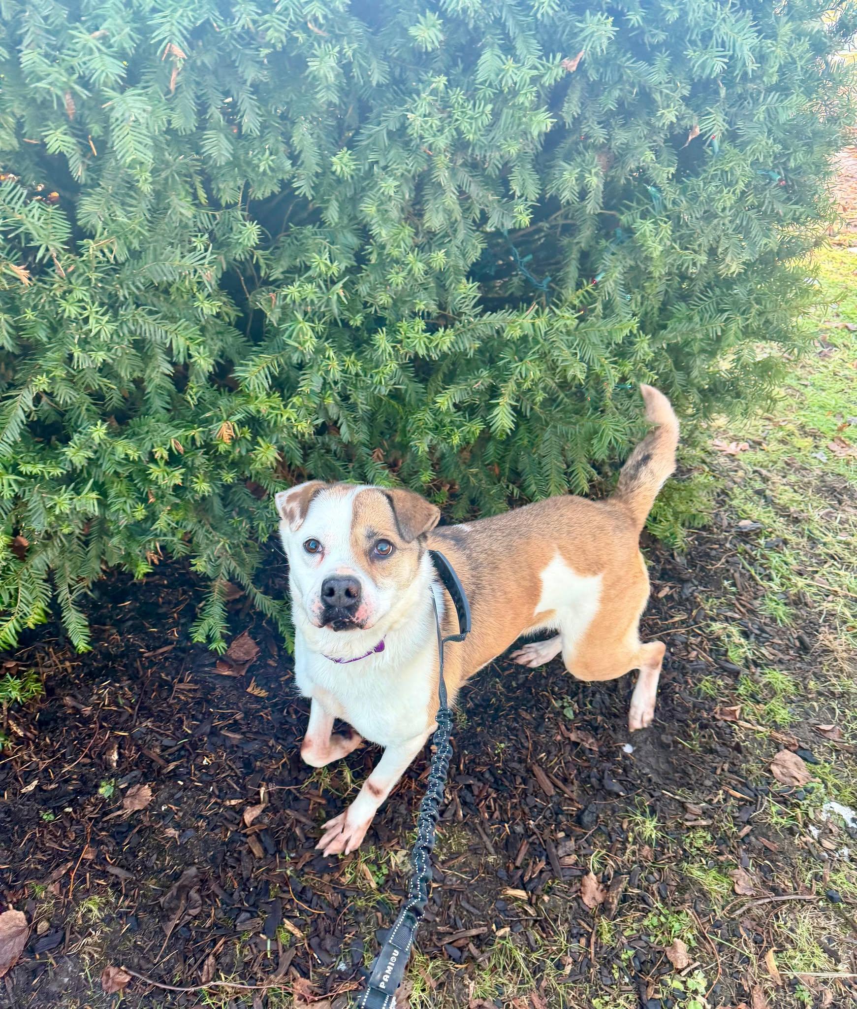 Enlarge Serena (20201118-01), a Adoptable mixed breed in Ridgeway, ON image 4/6