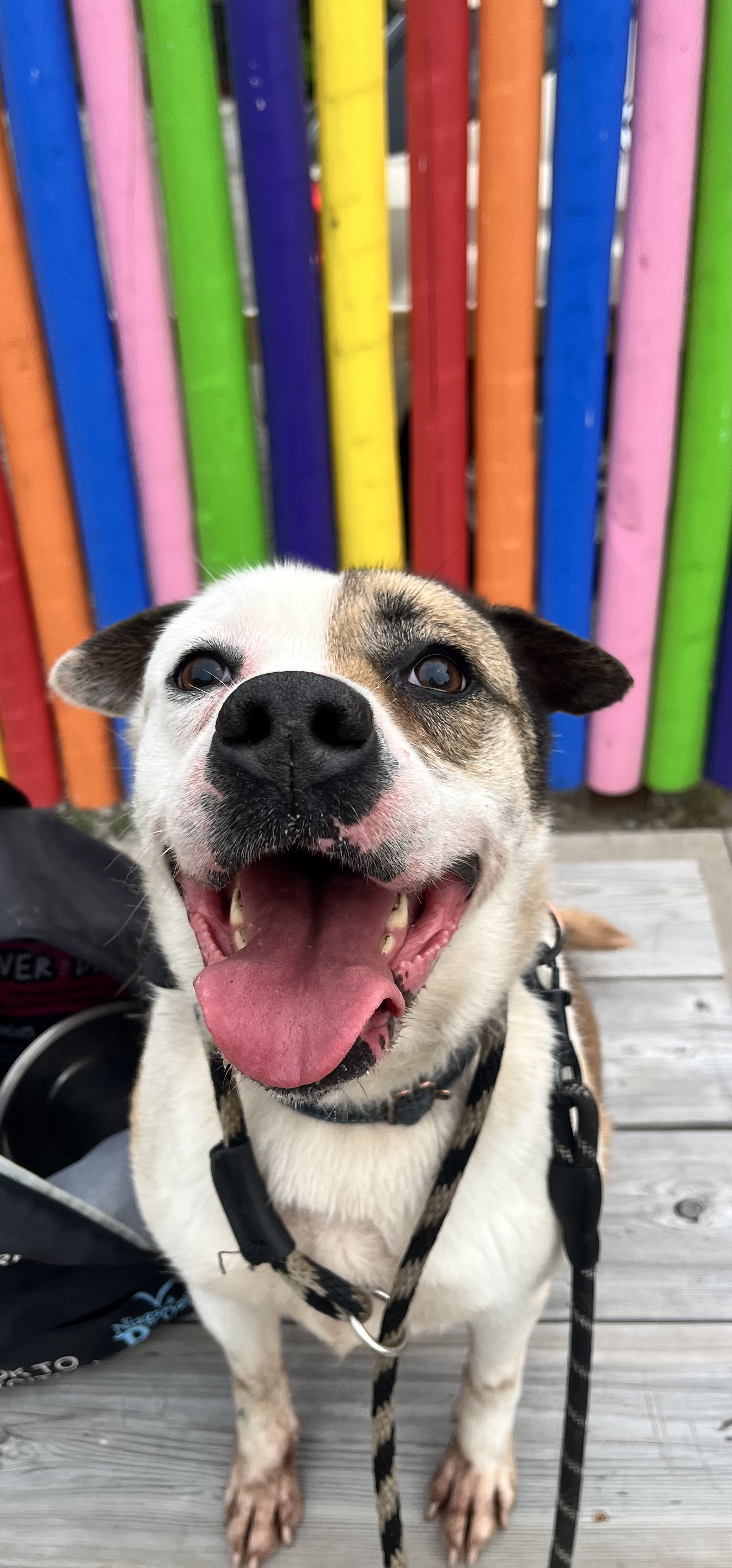 Serena (20201118-01), a Adoptable mixed breed in Ridgeway, ON image 6/6