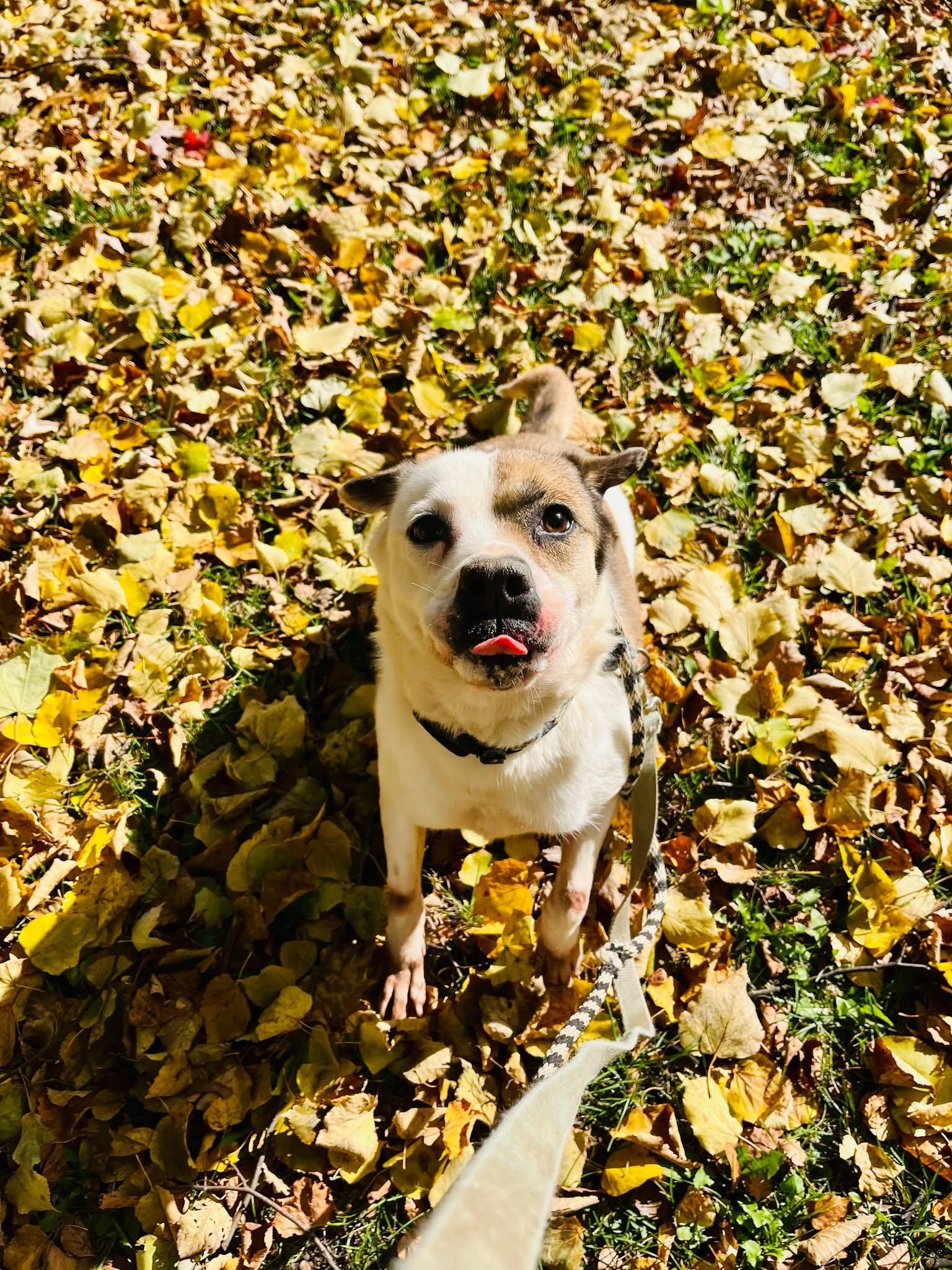 Serena (20201118-01) — thumbnail 6