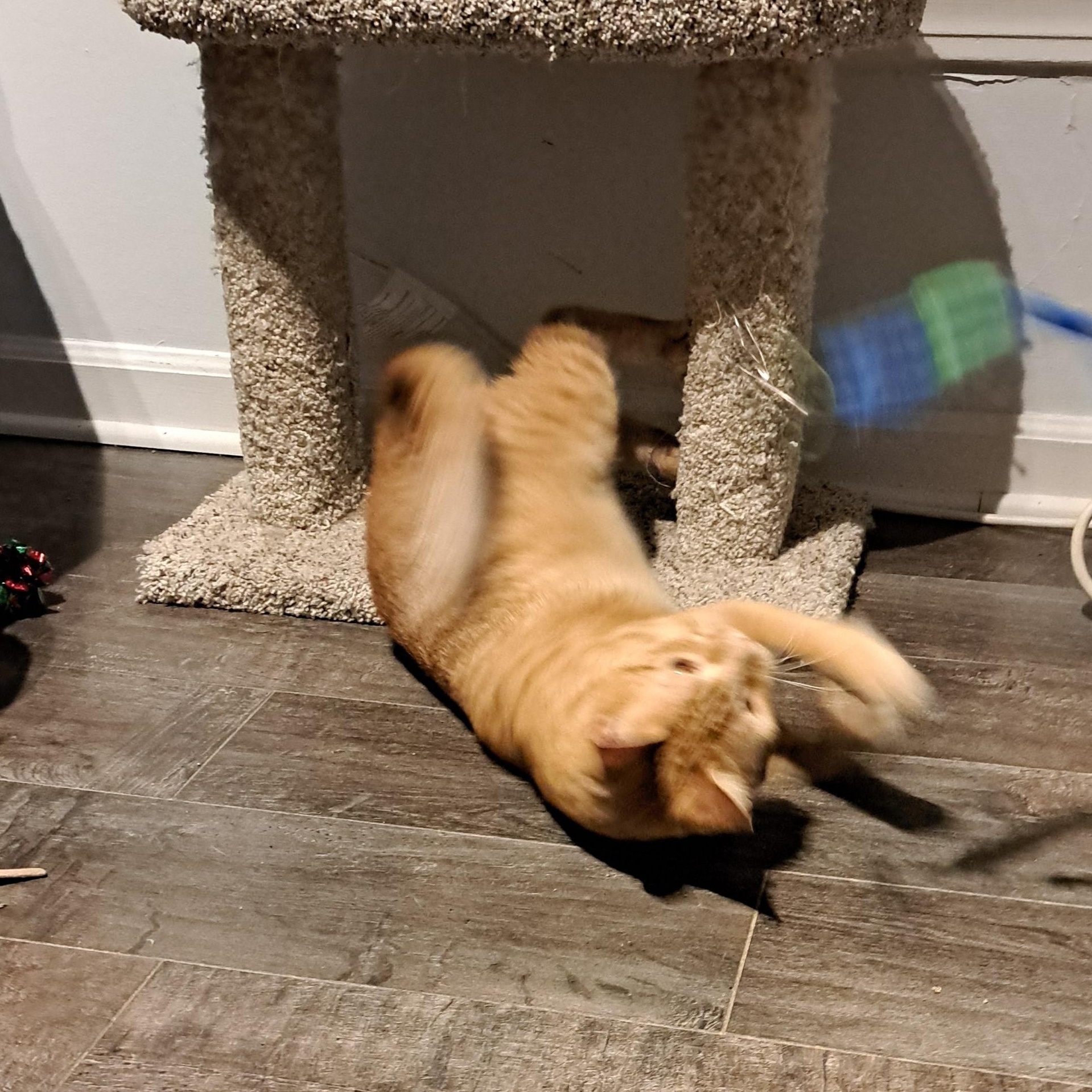 Juicy, a Adoptable Domestic Short Hair in Buffalo, NY image 4/6