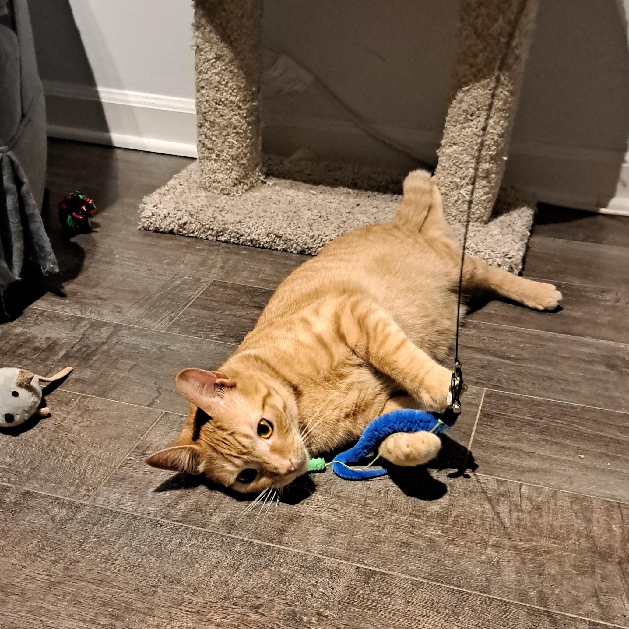 Juicy, a Adoptable Domestic Short Hair in Buffalo, NY image 5/6