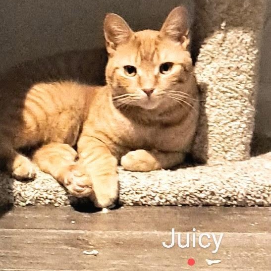 Juicy, a Adoptable Domestic Short Hair in Buffalo, NY image 1/6